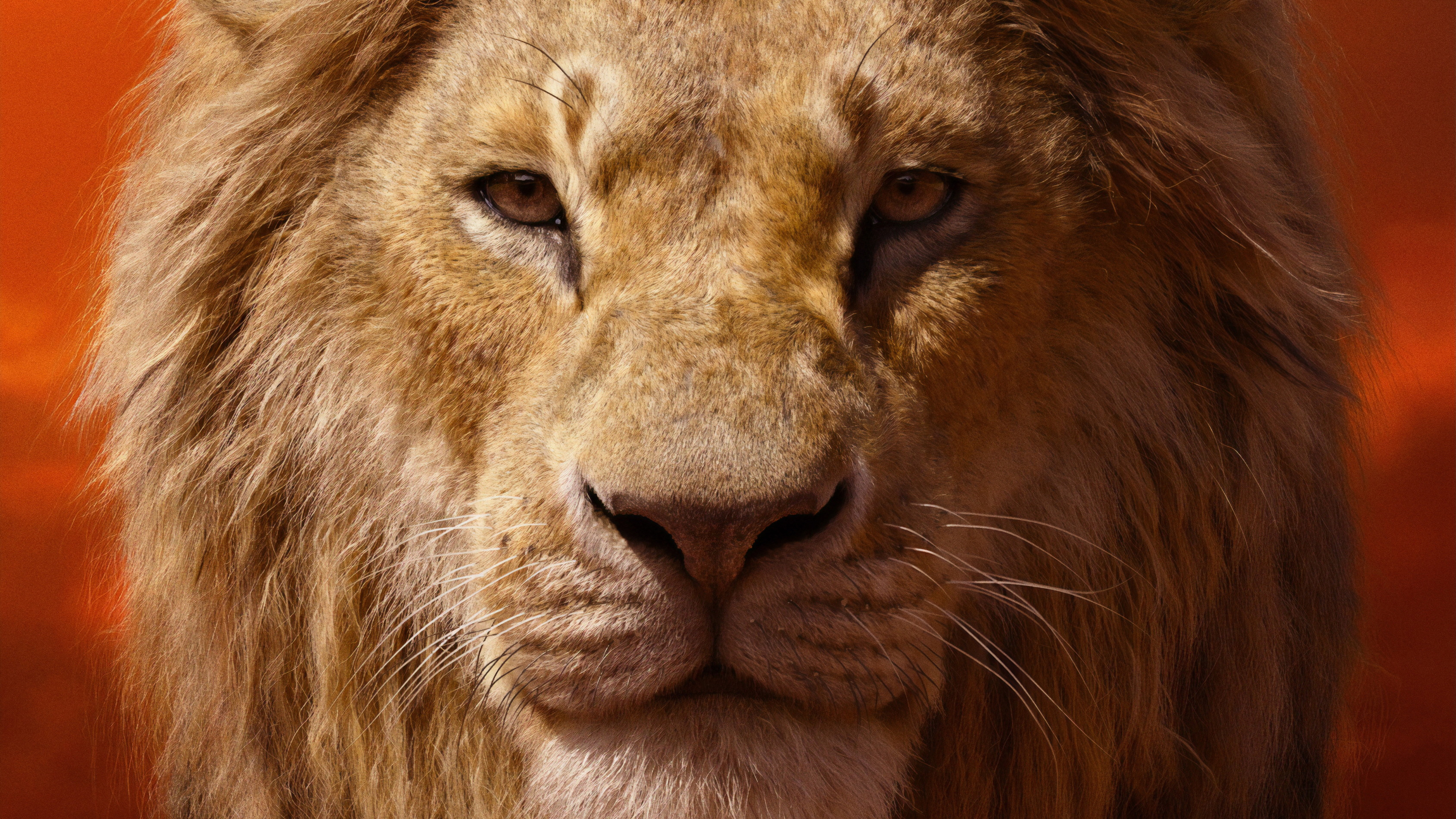 Lion King 2019 Simba Adult - HD Wallpaper 
