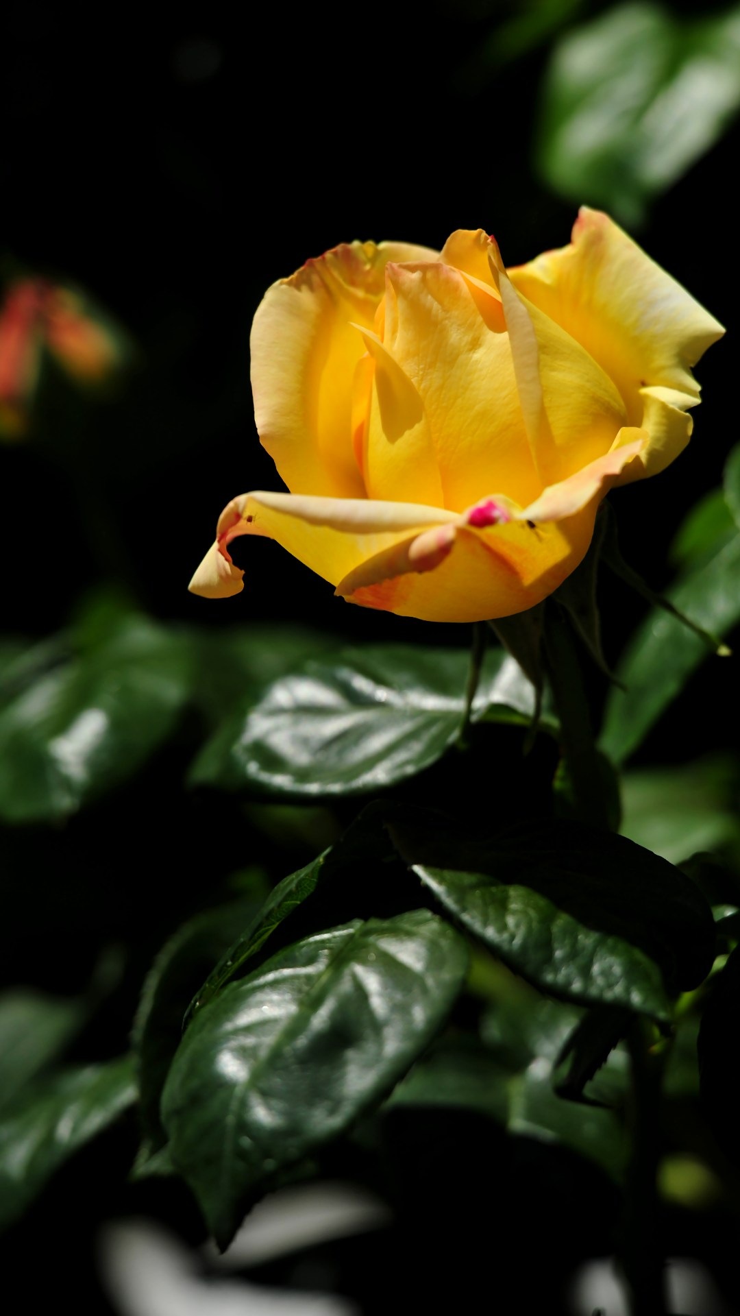 Men-download Desktop Wallpaper Gratis - Wallpaper - HD Wallpaper 