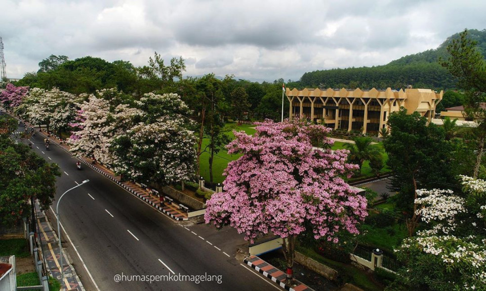 Image - Cherry Blossom - HD Wallpaper 