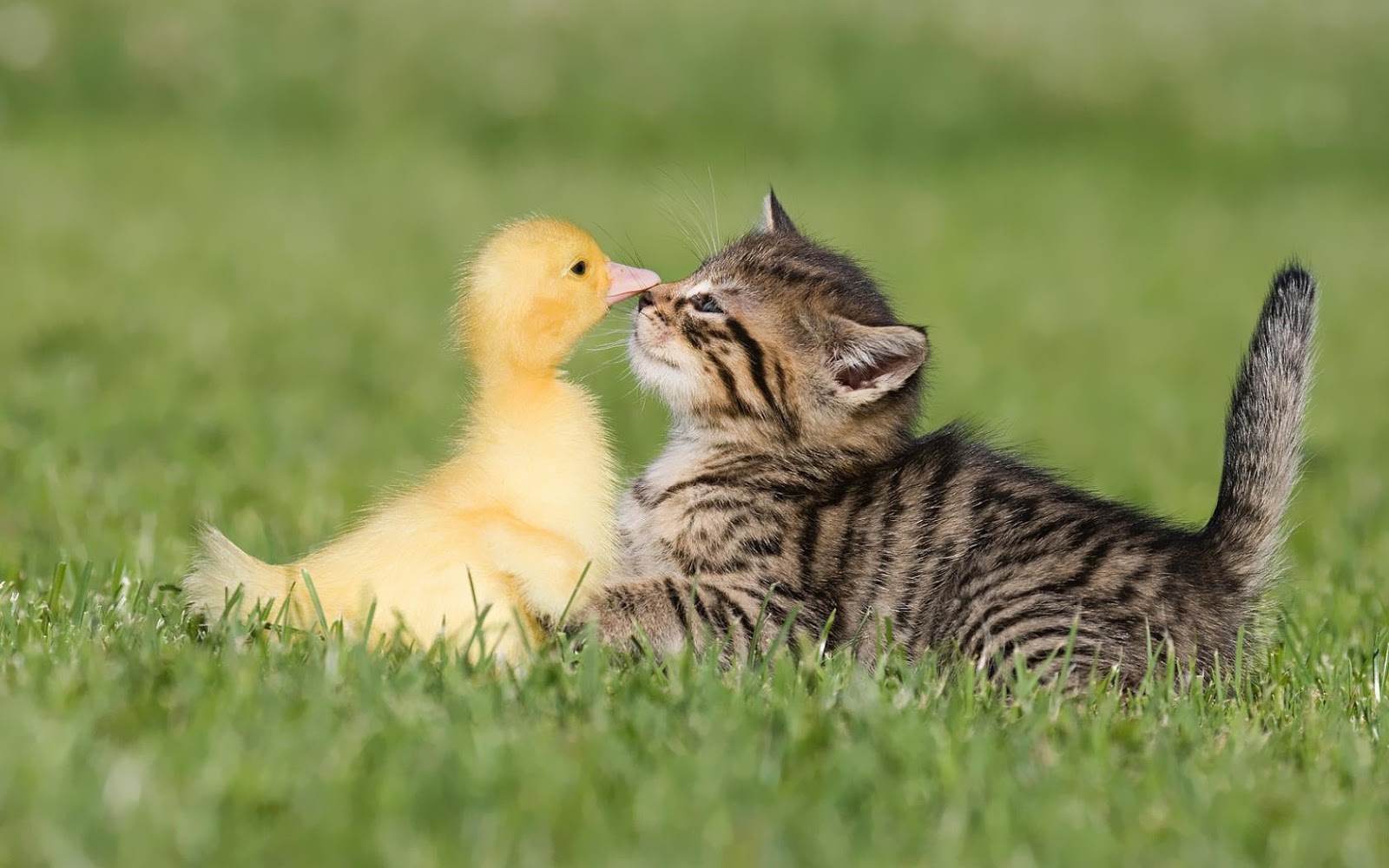 Cute Cat And Duck - HD Wallpaper 