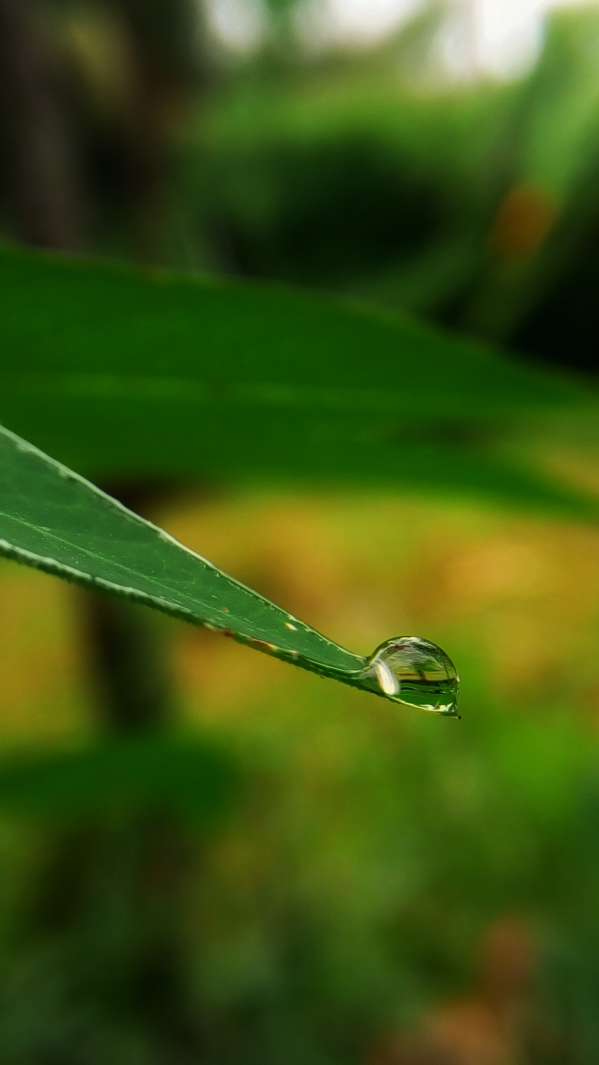 Anwarabdullah - High Resolution Dew Drops On Leaf - HD Wallpaper 