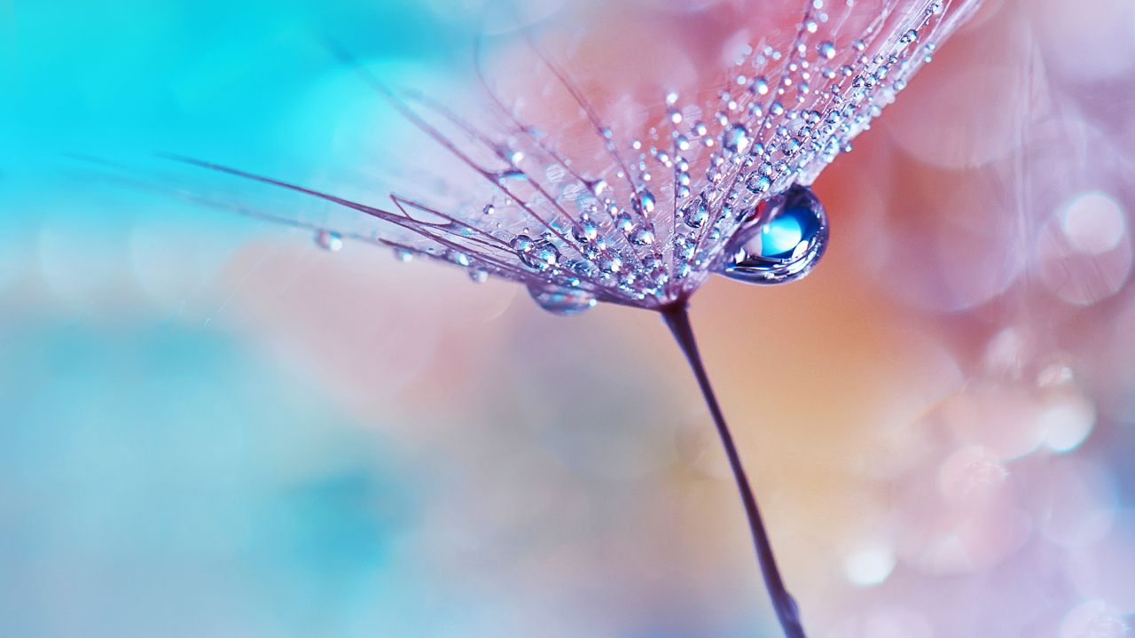 Water Drops In Flowers - HD Wallpaper 
