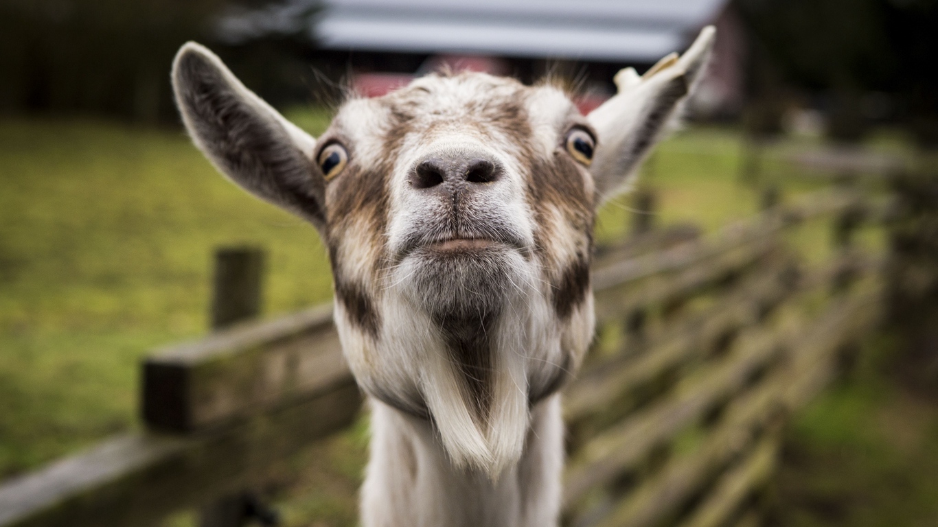 Wallpaper Goat, Muzzle, Funny - Funny Goat Wallpaper Hd - HD Wallpaper 