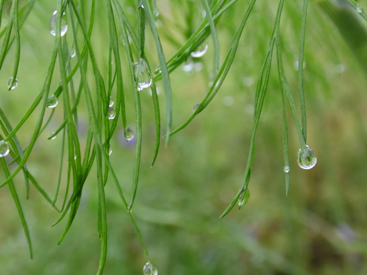 Wallpaper Leaves, Grass, Dew, Drops - Background Images On Leaves And Dew Drops - HD Wallpaper 