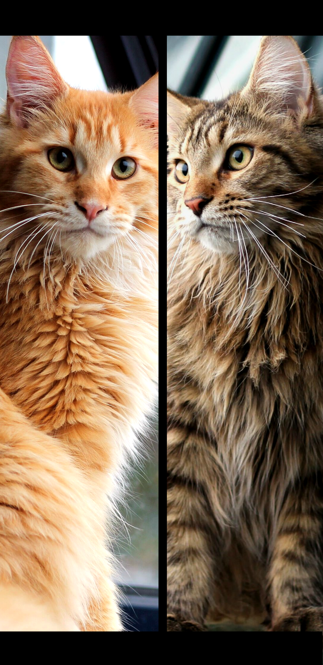 Domestic Long-haired Cat - HD Wallpaper 