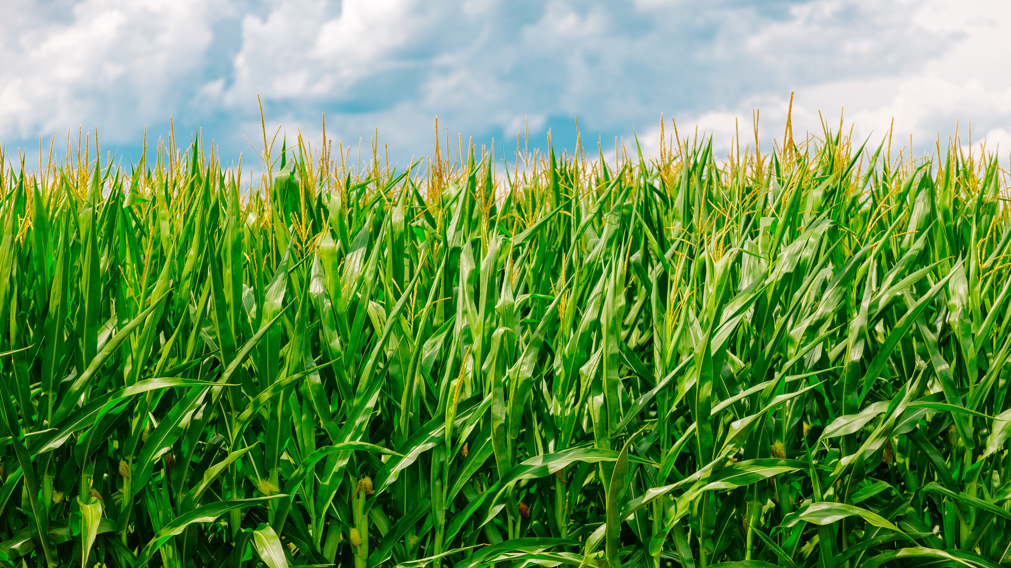 Wallpaper Corn, Field, Summer, Farm - HD Wallpaper 