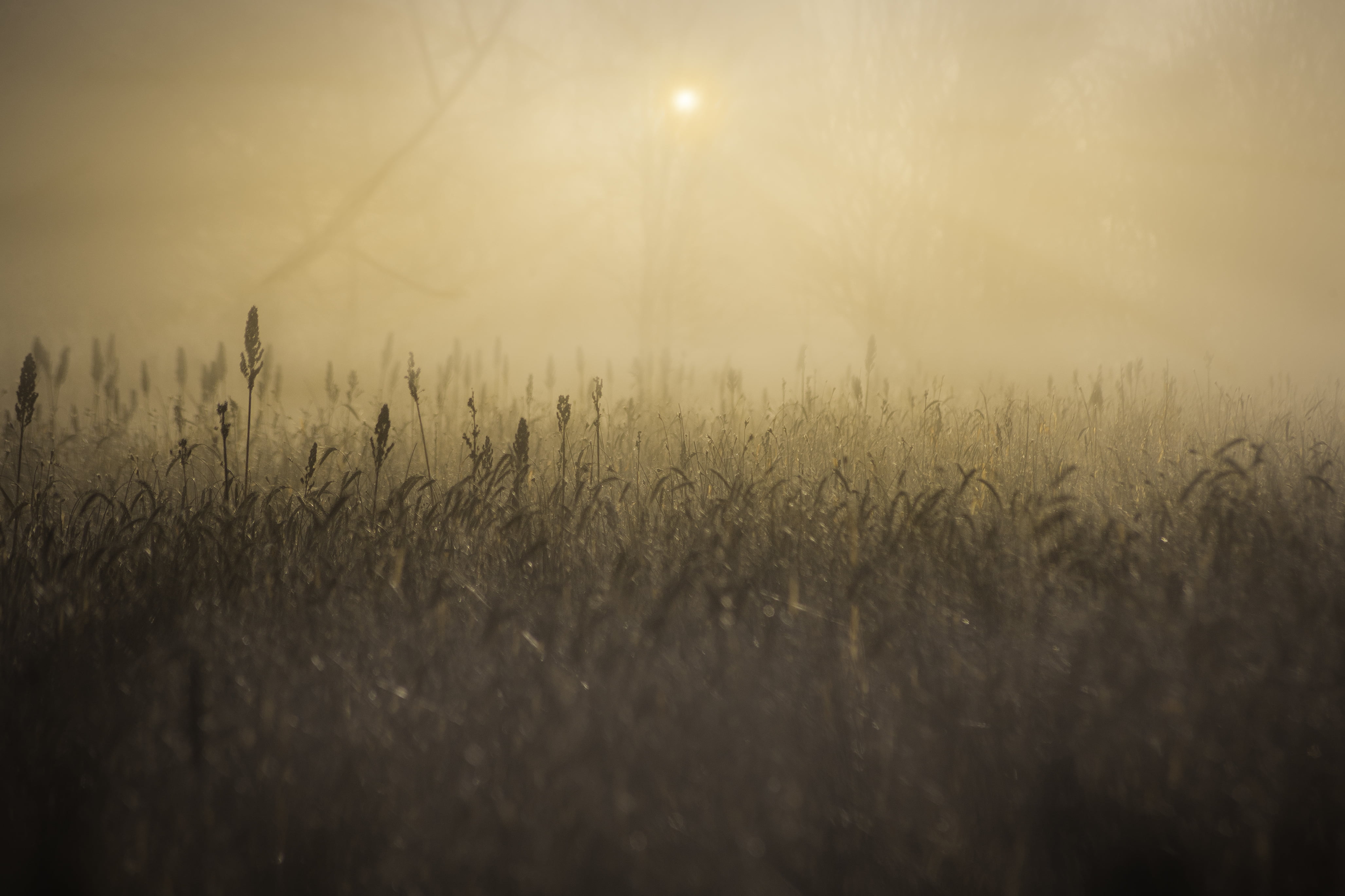 Sunlight - HD Wallpaper 