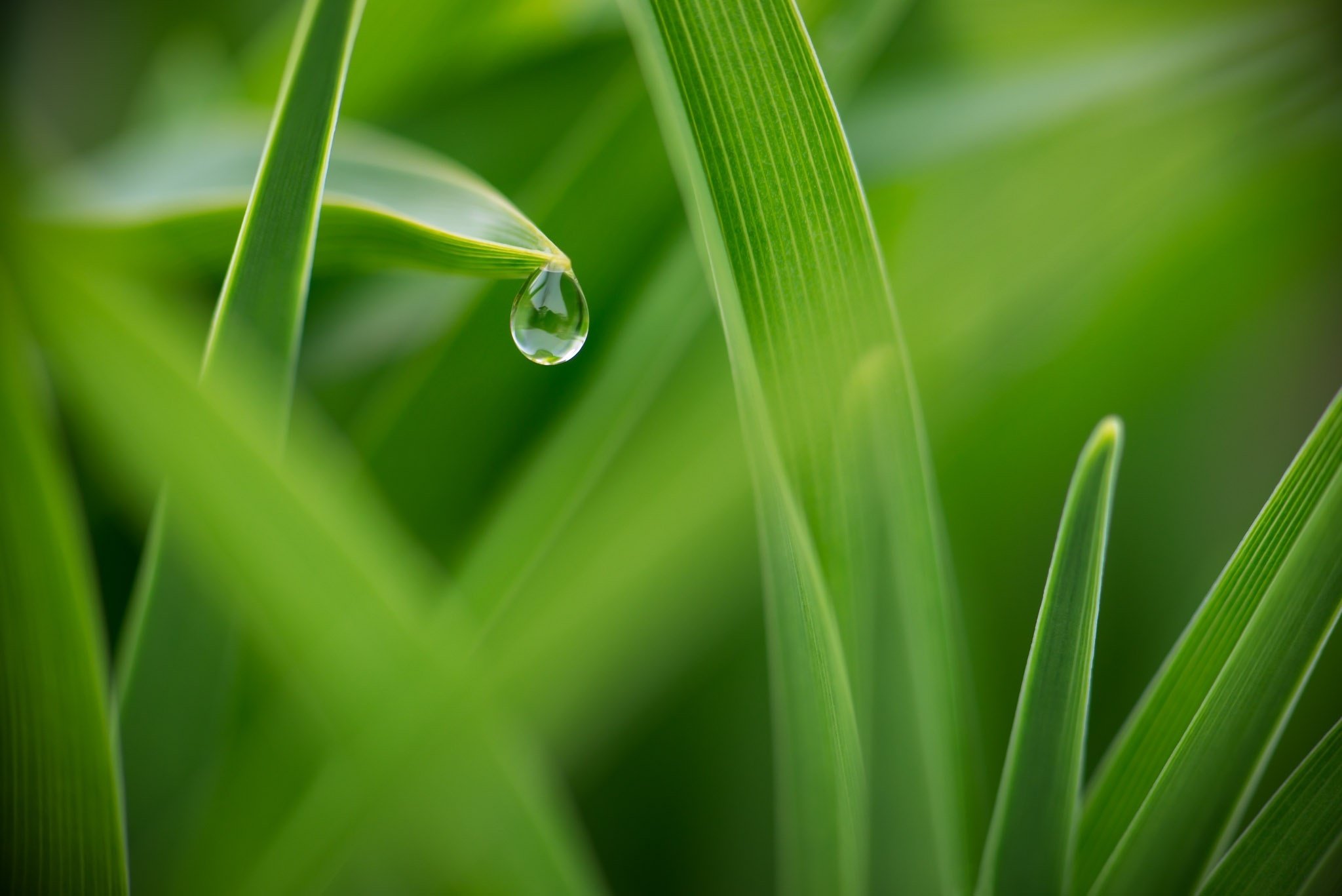 Dew Drops In Grass - HD Wallpaper 