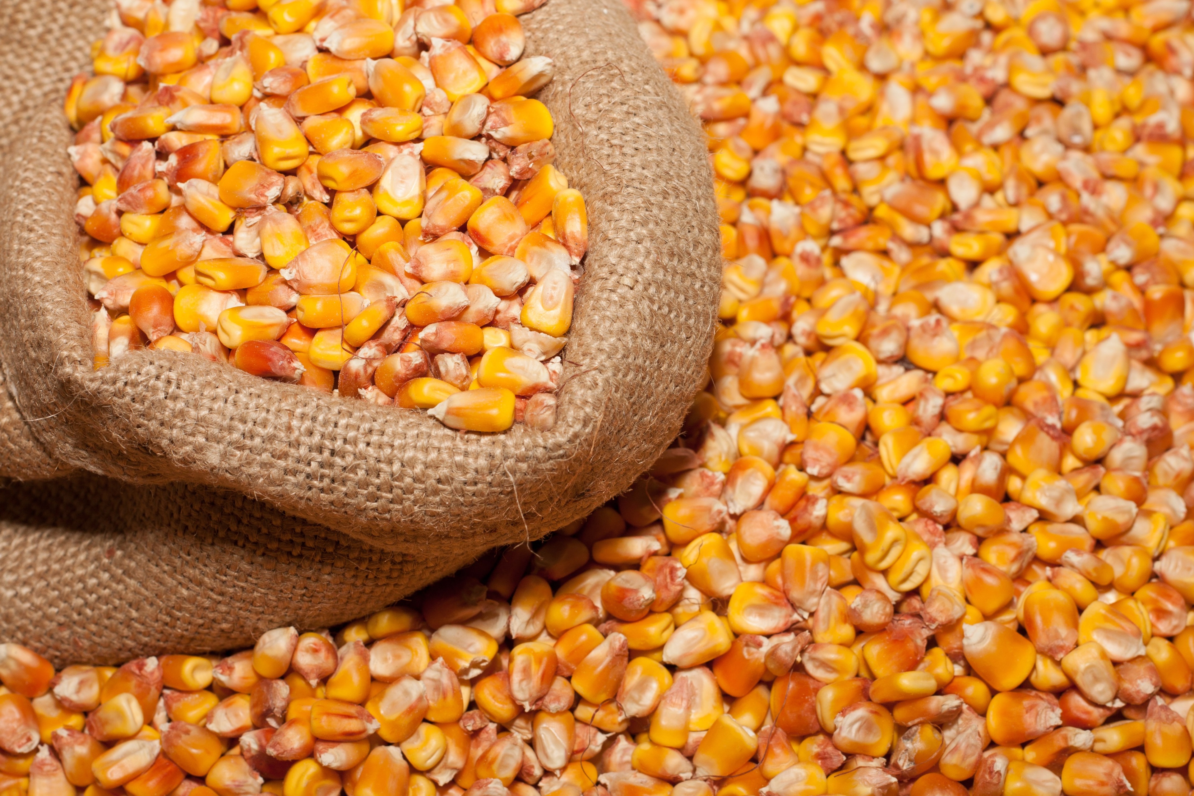 Corn Grains - HD Wallpaper 