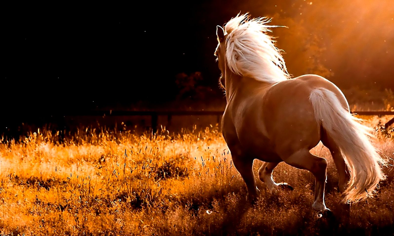 Wild Horses Widescreen Wallpaper Full Hd Wallpapers - Computer Backgrounds Horse - HD Wallpaper 