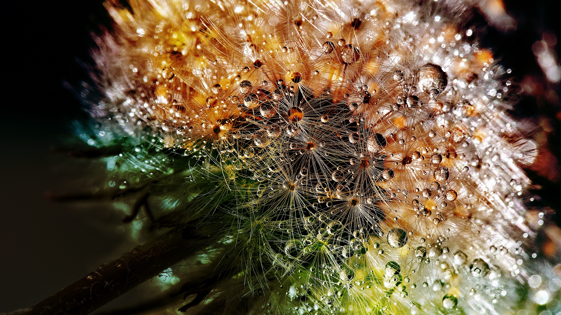 Beautiful Dandelion With Dew Drops - Macro Photography Of Dandelions - HD Wallpaper 