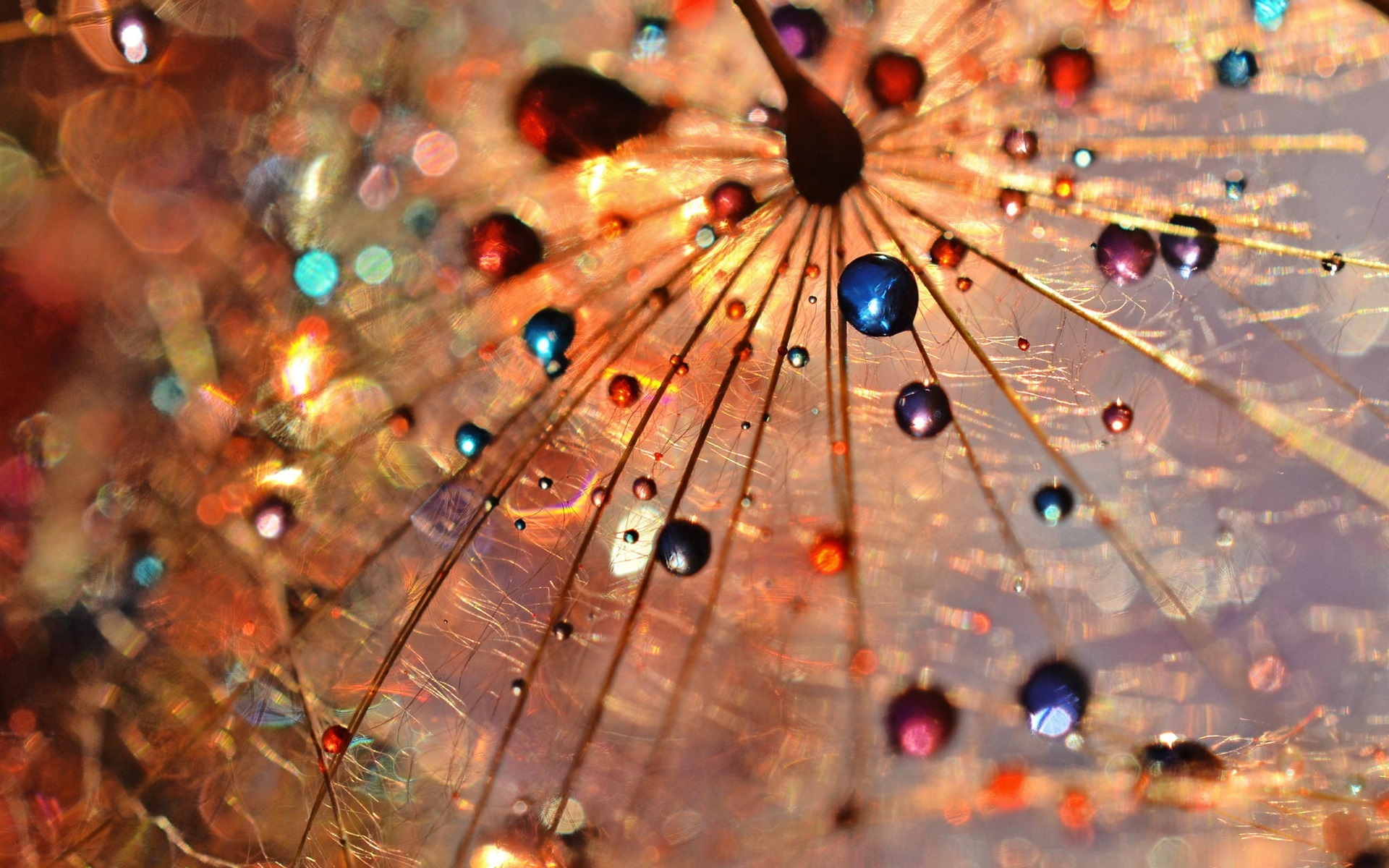 Wallpaper Dandelion Macro Photography, Dew Drops, Colorful - Dandelion Drop - HD Wallpaper 