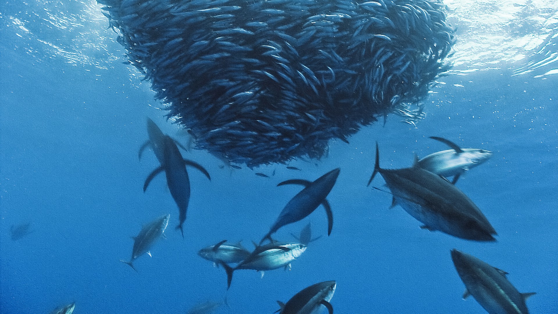 Tuna Fish Bait Ball - HD Wallpaper 
