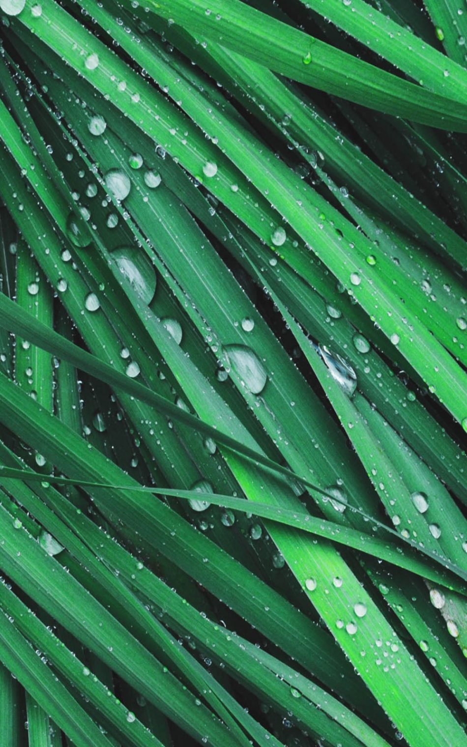 Grass Dew Drops Hd Mobile Wallpaper - Hd Dew Drop Grass - HD Wallpaper 