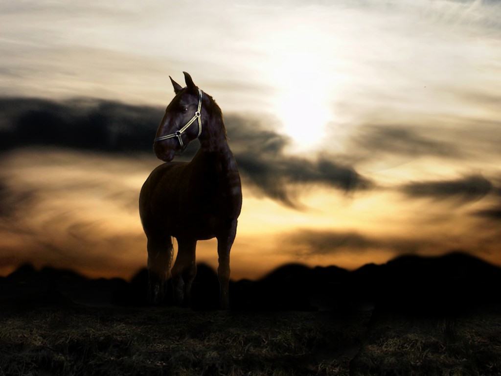 Horses In The Sunset - HD Wallpaper 