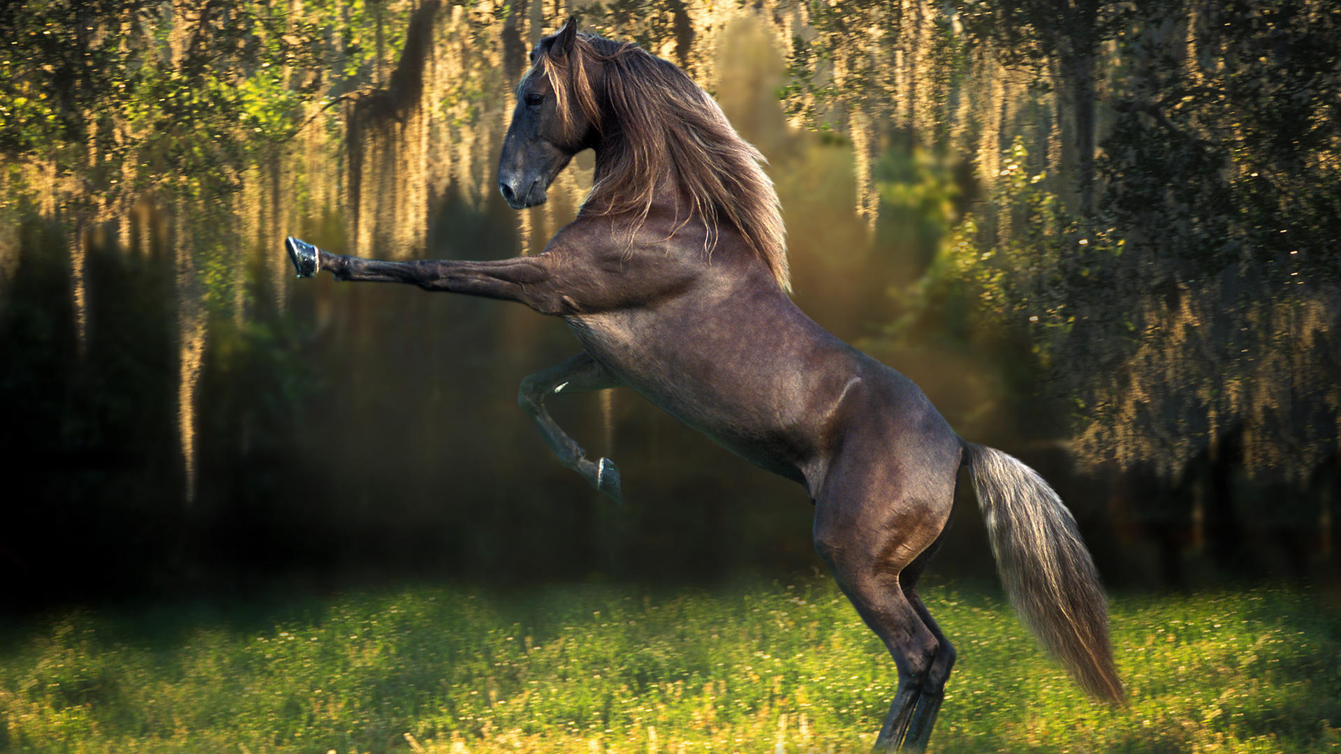 Cool Horse Wallpaper 
 Data Src Cool Horse Backgrounds - Horse In The Forest - HD Wallpaper 