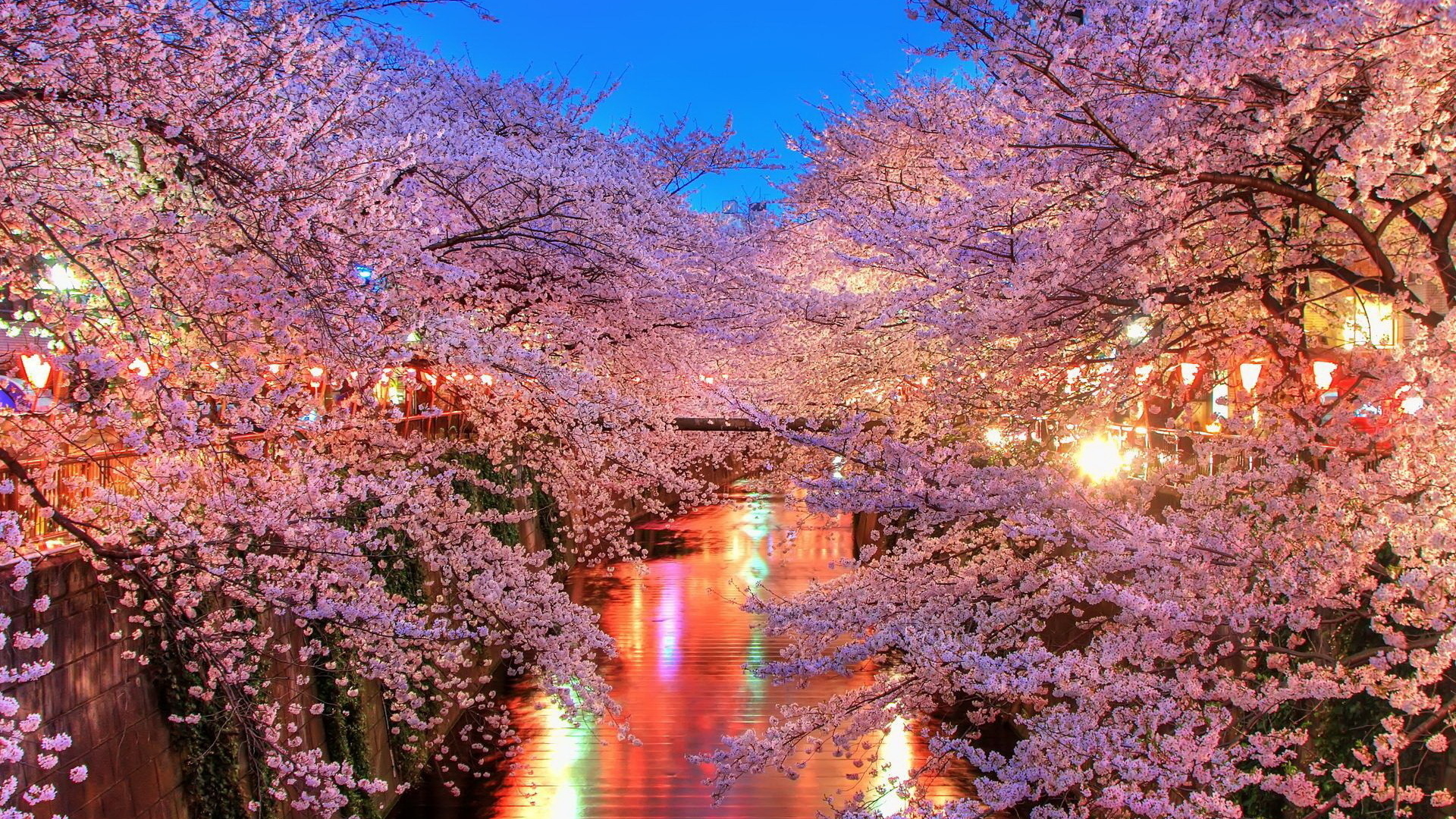 Cherry Blossom - HD Wallpaper 