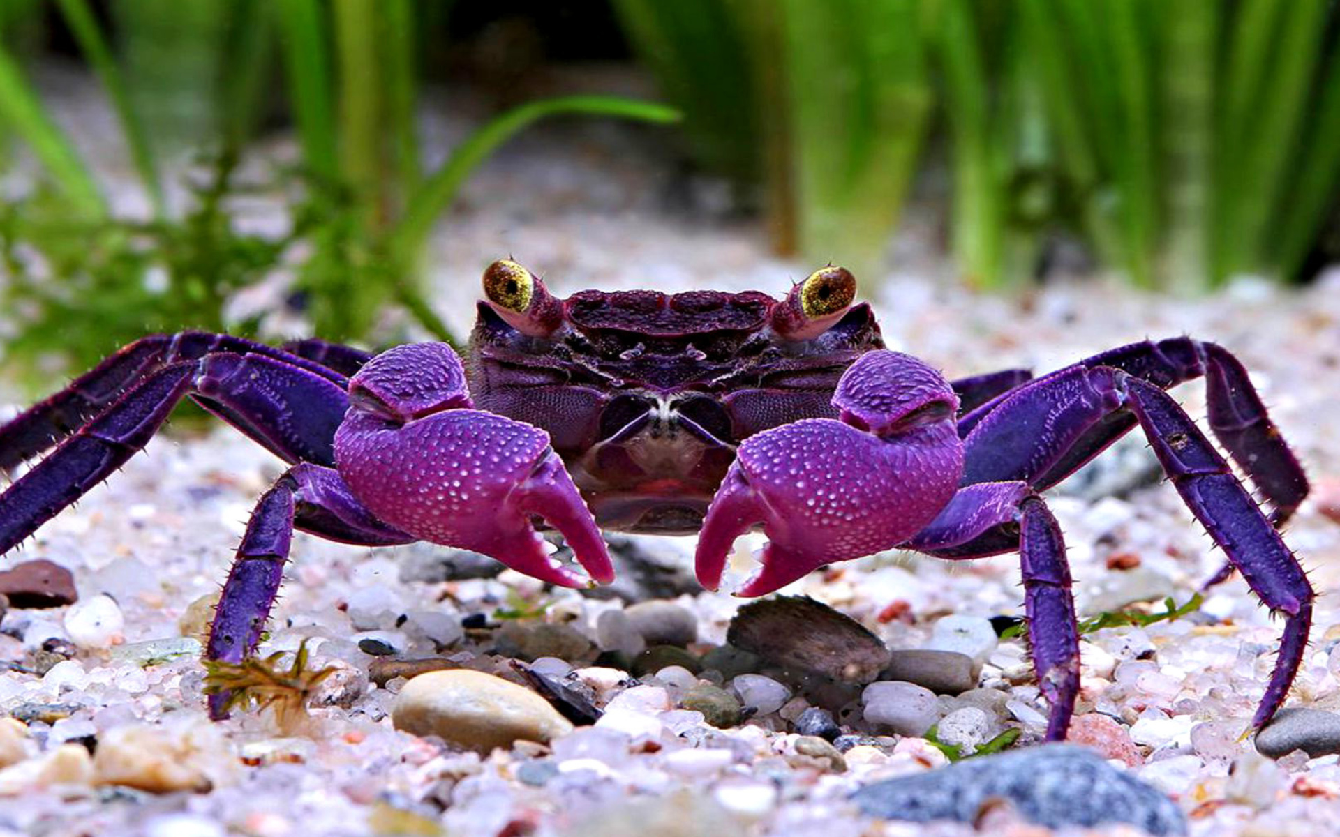 Crab Wallpaper Hd - HD Wallpaper 