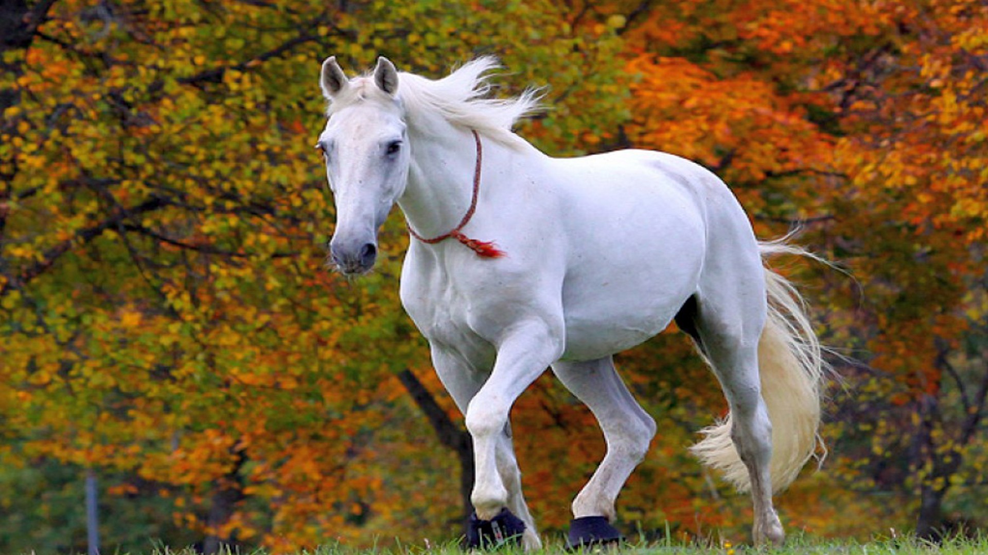 1920x1080, Running Horses Wallpaper Desktop 
 Data - Beautiful White Horse Wallpaper Hd - HD Wallpaper 