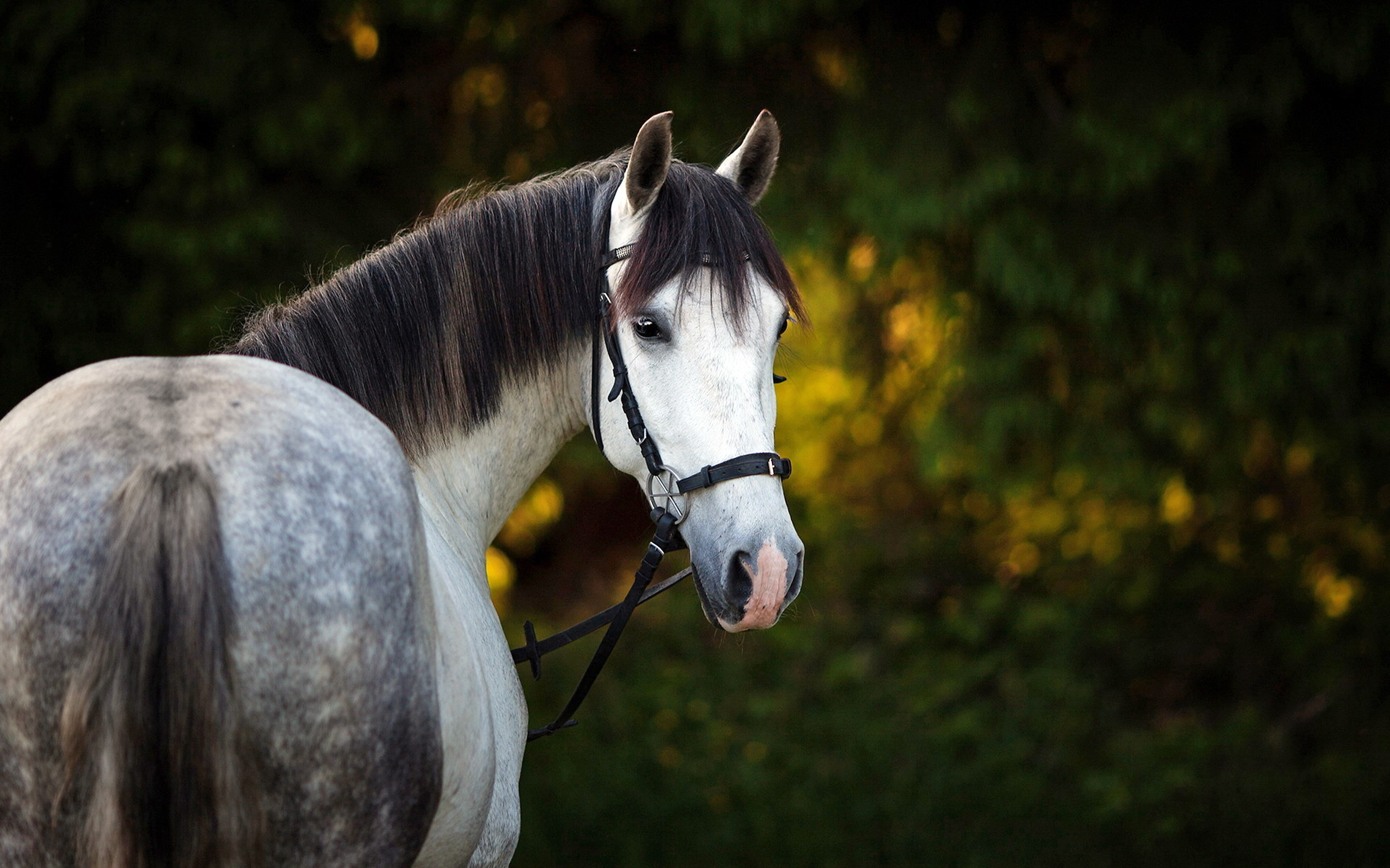 Horse Background Hd - HD Wallpaper 