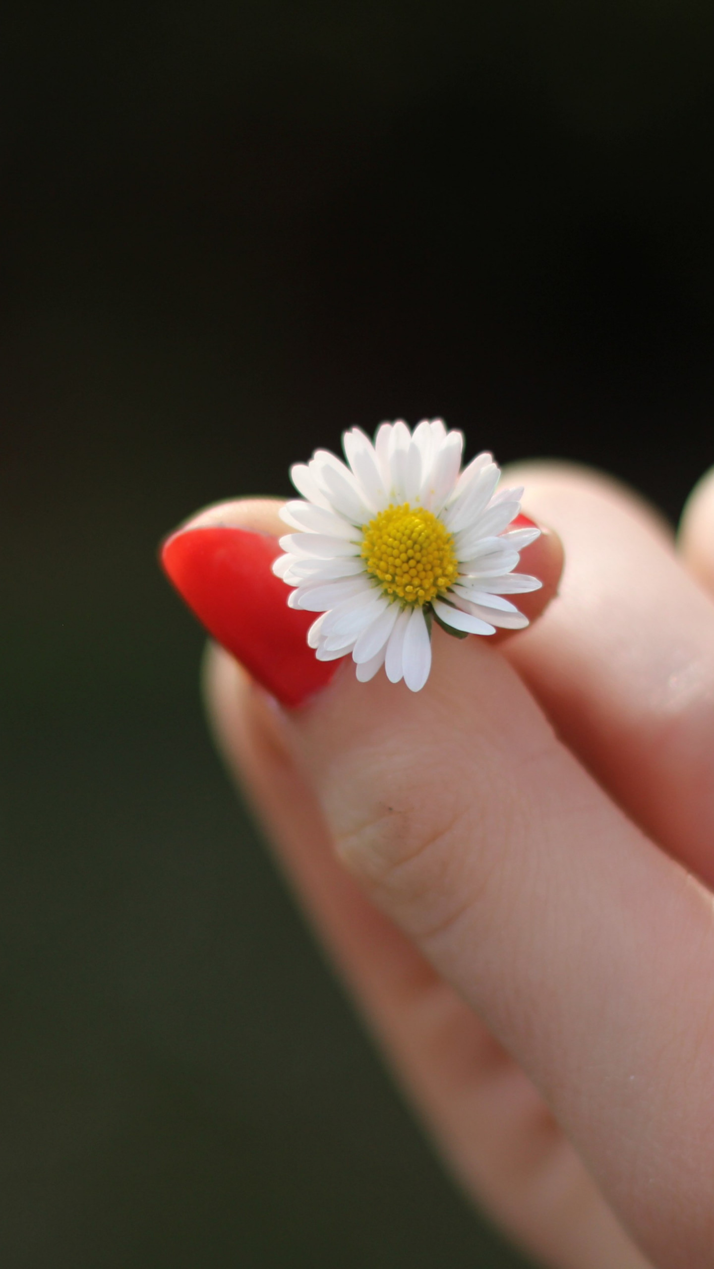 Girl With Red Nails And A Daisy Flower Wallpaper - Sunday Morning Love Note - HD Wallpaper 