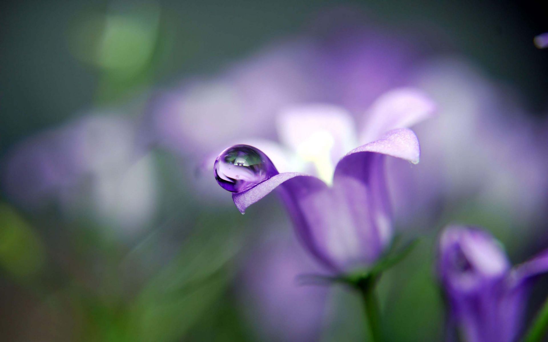 Dew Drop On Bellflower Wallpaper - Dew Drop On Flower - HD Wallpaper 