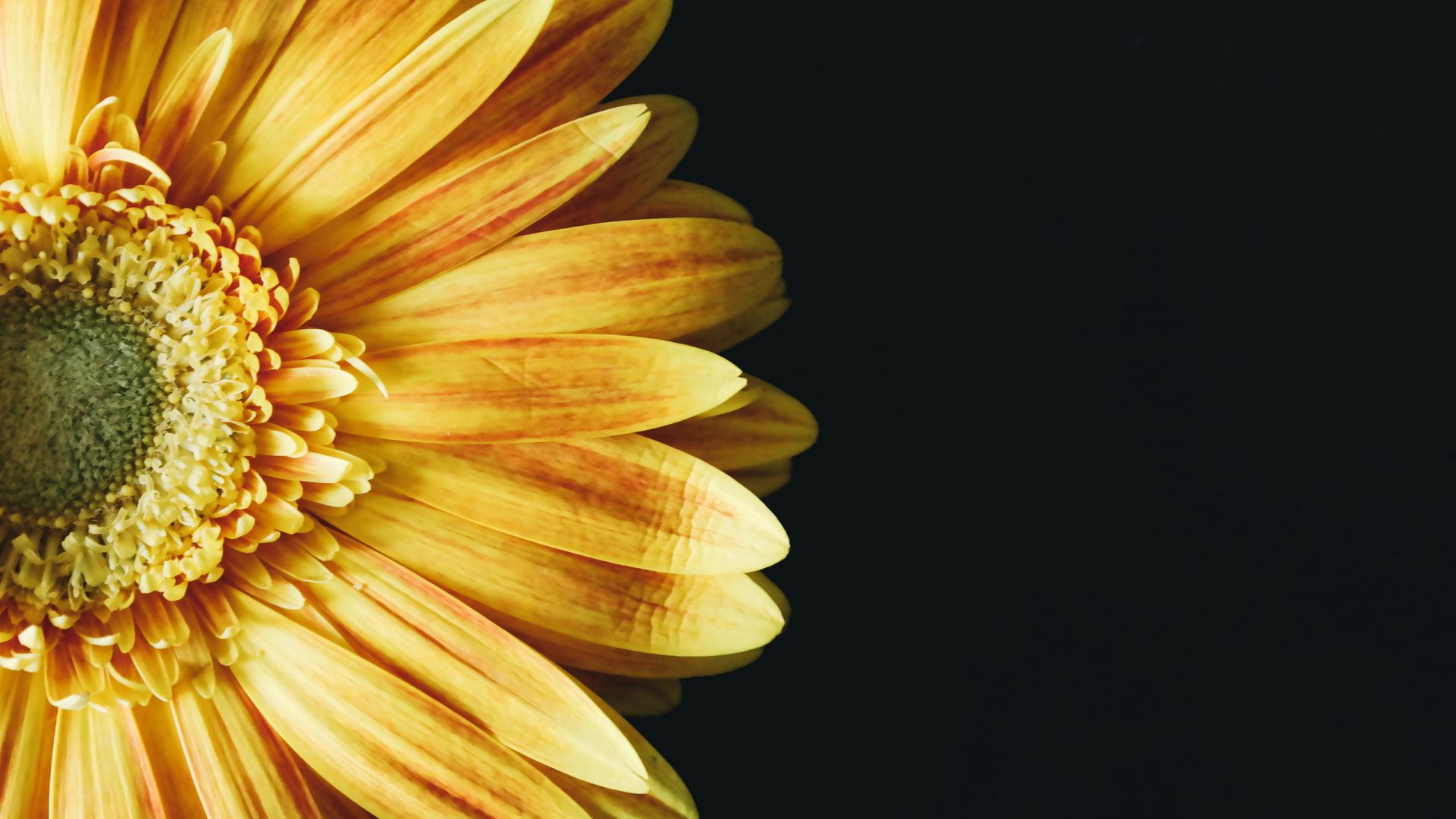 Yellow Gerbera Daisy Flower Closeupjpg - Daisy Flower - HD Wallpaper 