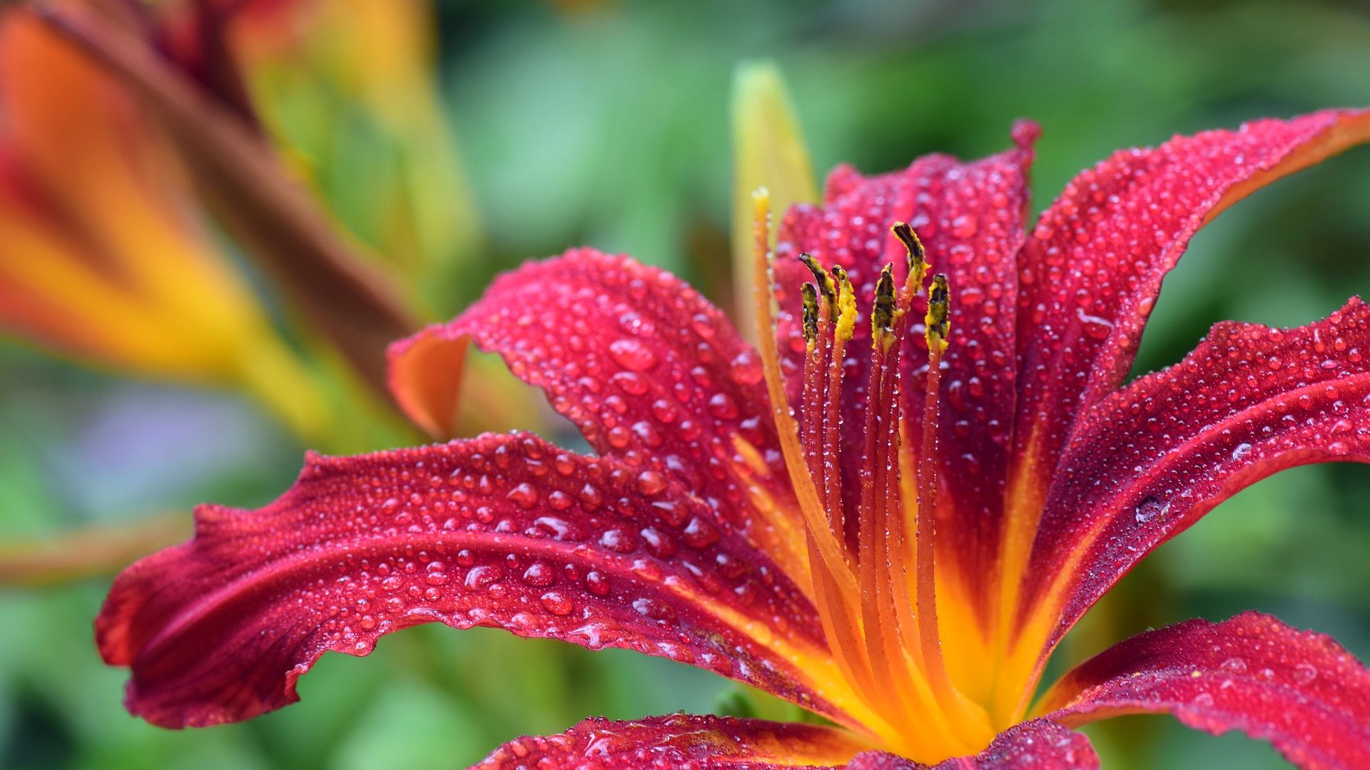 Lily Red Blossom And Dew Drops - Beautiful Flowers - HD Wallpaper 