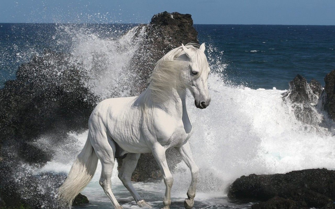 Horse At The Beach - HD Wallpaper 