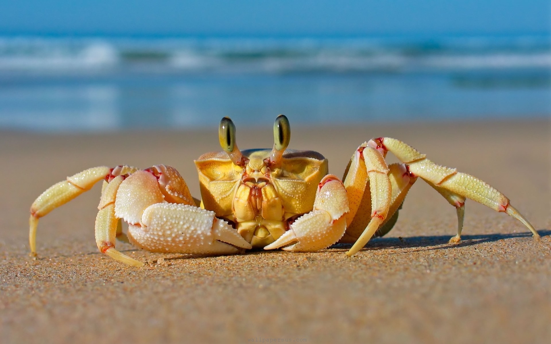 Beach Crab Wallpaper - HD Wallpaper 