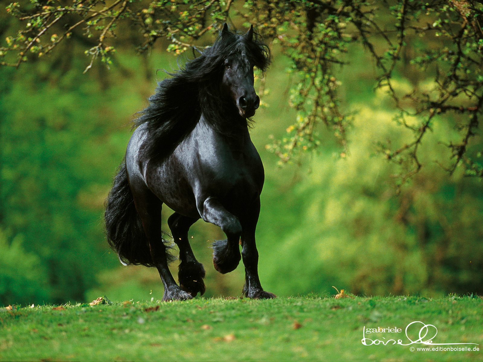 Horse Wallpapers Pictures Of Horse - Beautiful Horse Wallpaper Hd - HD Wallpaper 