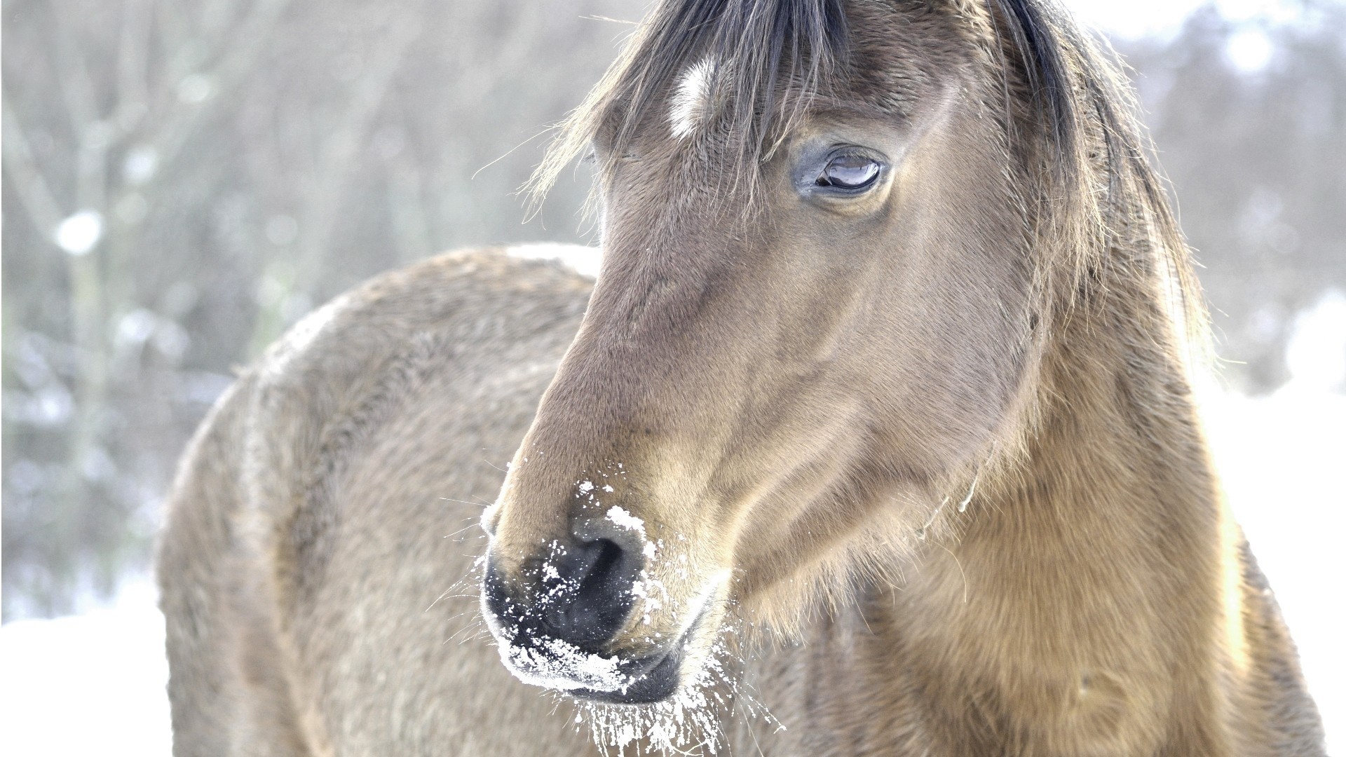 Horse Computer Wallpapers, Desktop Backgrounds - Horse In Snow Background - HD Wallpaper 
