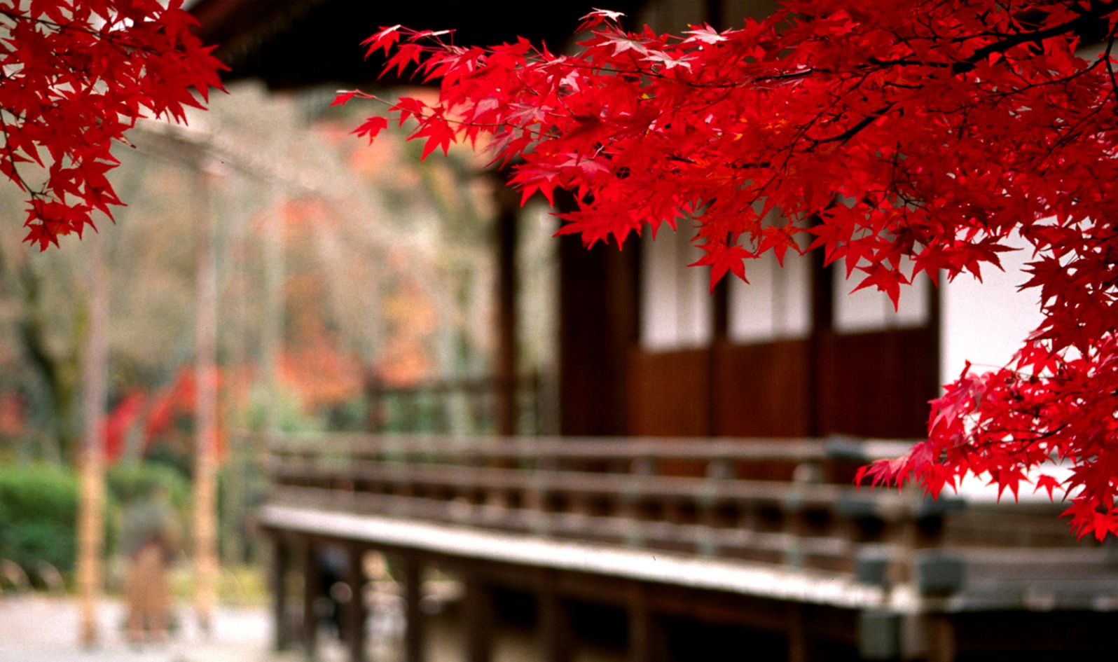 nature dslr