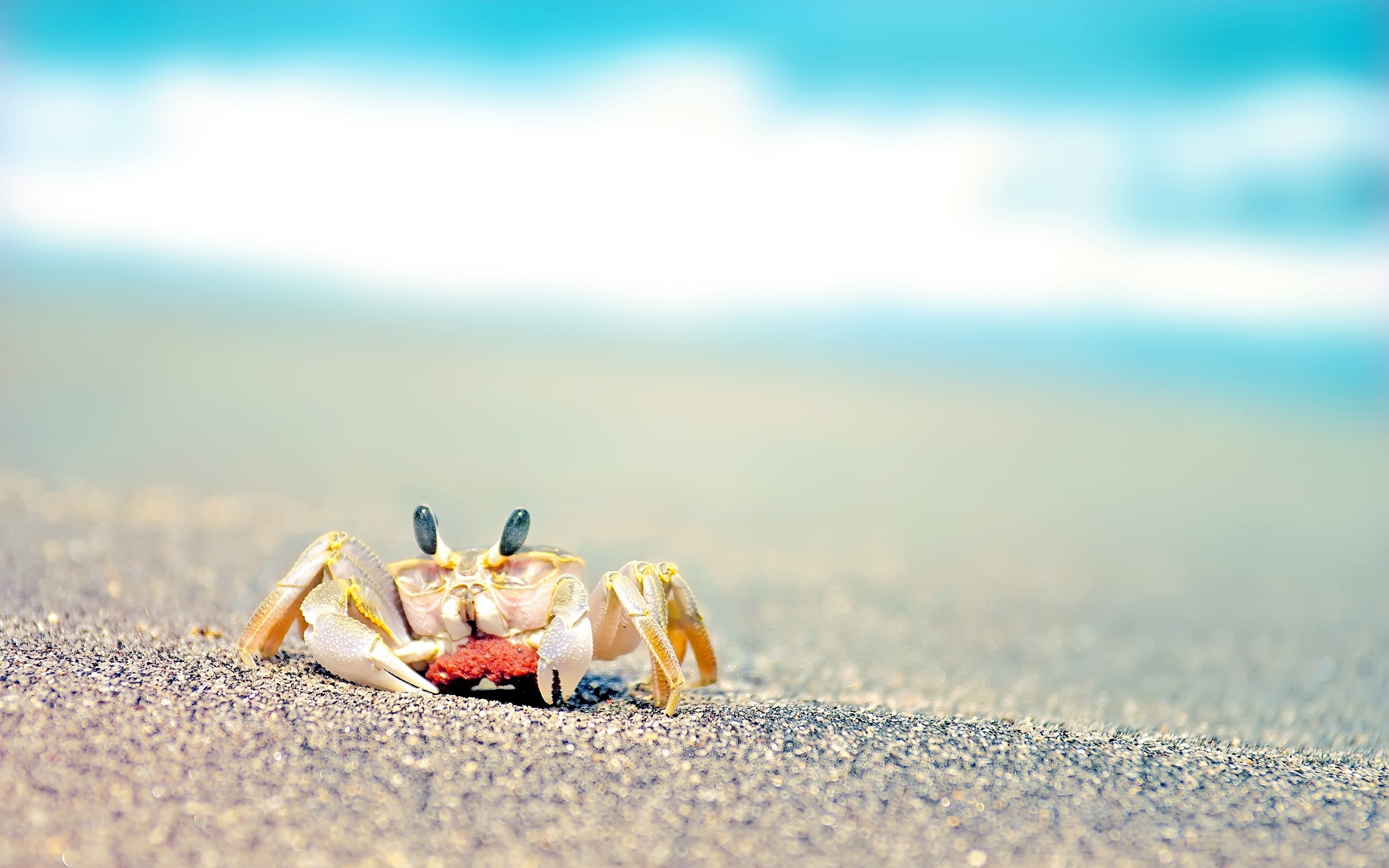 Beach Crab - HD Wallpaper 