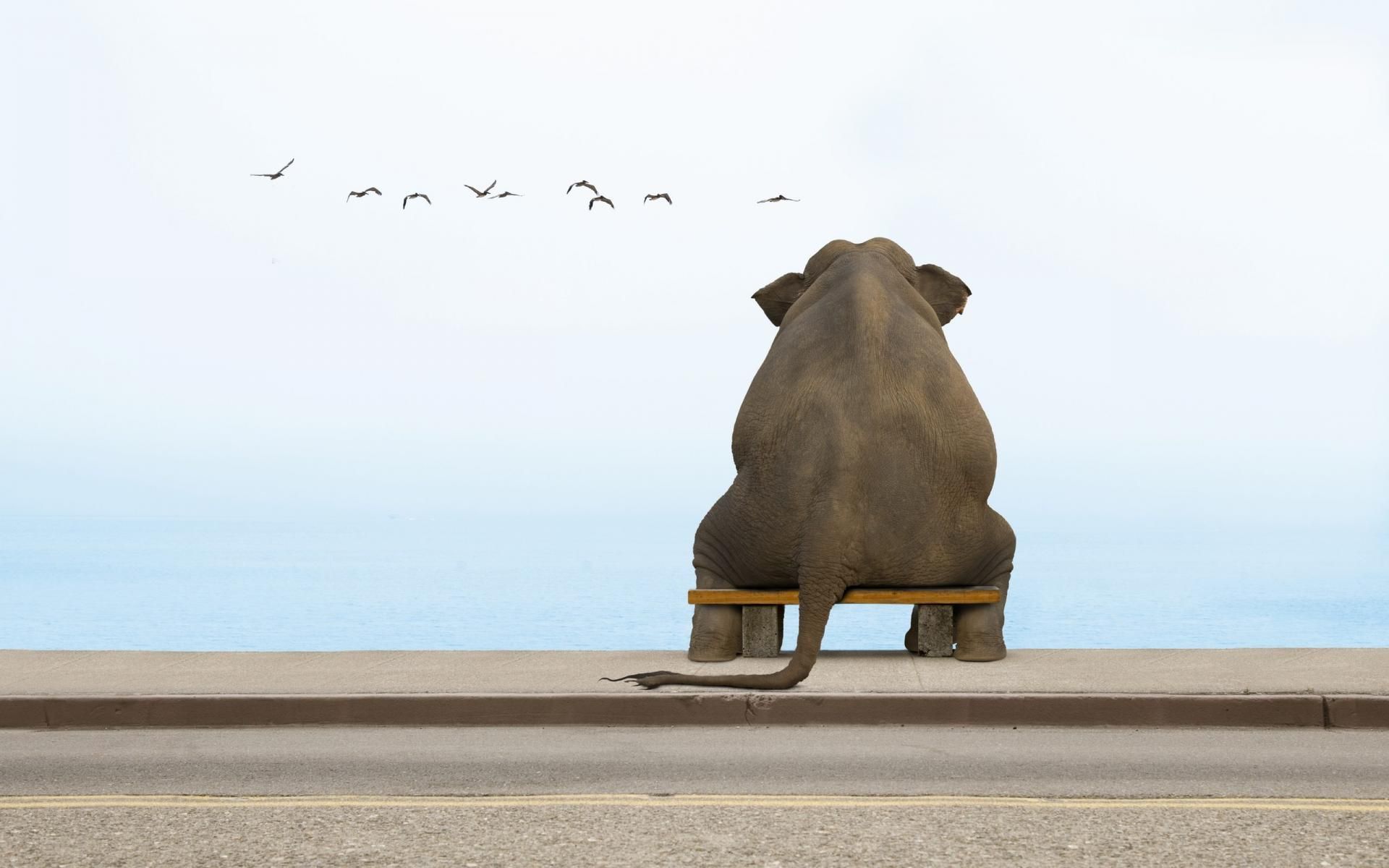 Elephant Sitting Alone - HD Wallpaper 