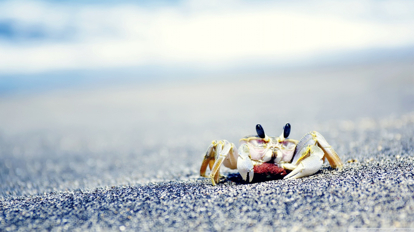 Crab Backgrounds - HD Wallpaper 