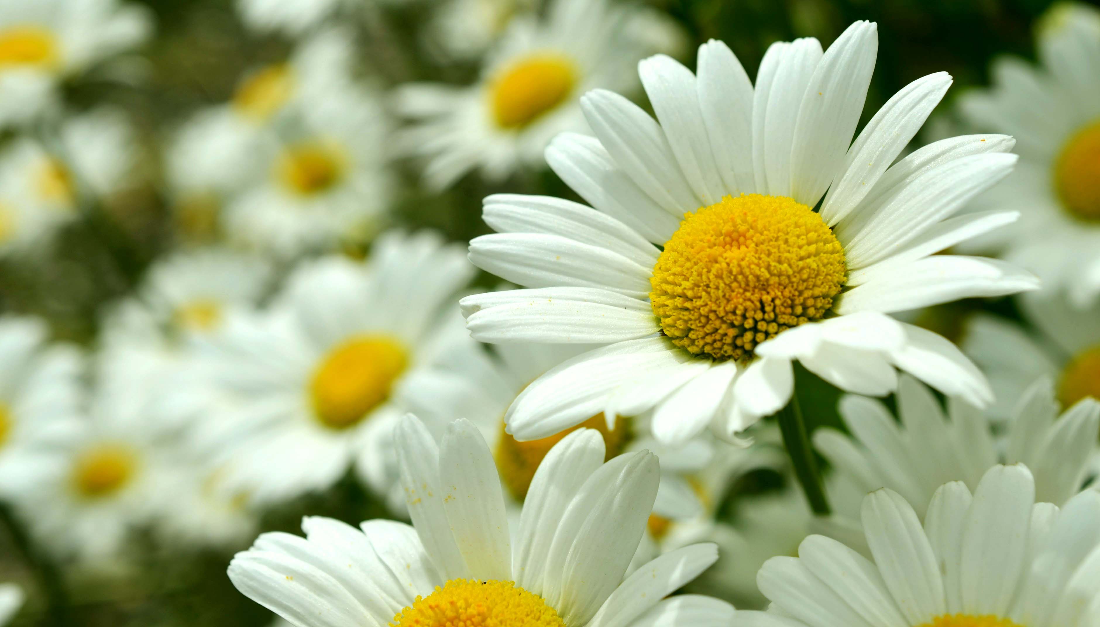 Daisy Flowers Wallpaper For Iphone - Chrysanthemum Maximum - HD Wallpaper 