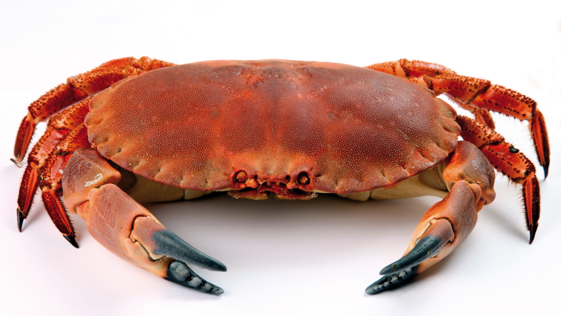Wallpaper Crab, Close Up, White Background - Crab Hd - HD Wallpaper 