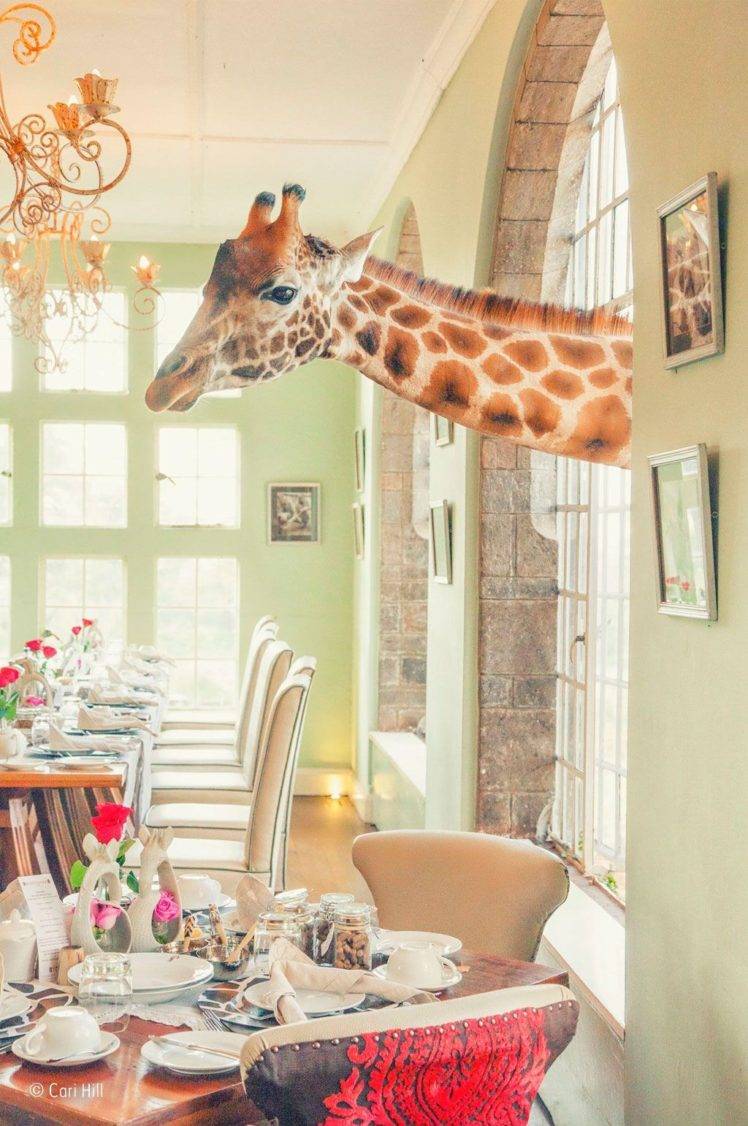 Giraffe Wildlife Photographer Of The Year - HD Wallpaper 