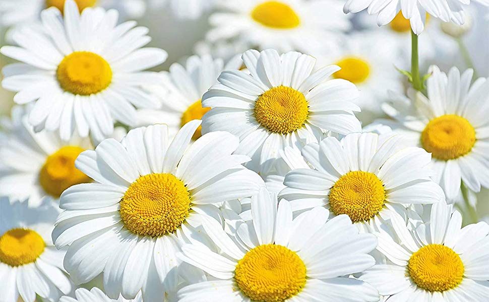 B1 - Daisies Flowers - HD Wallpaper 