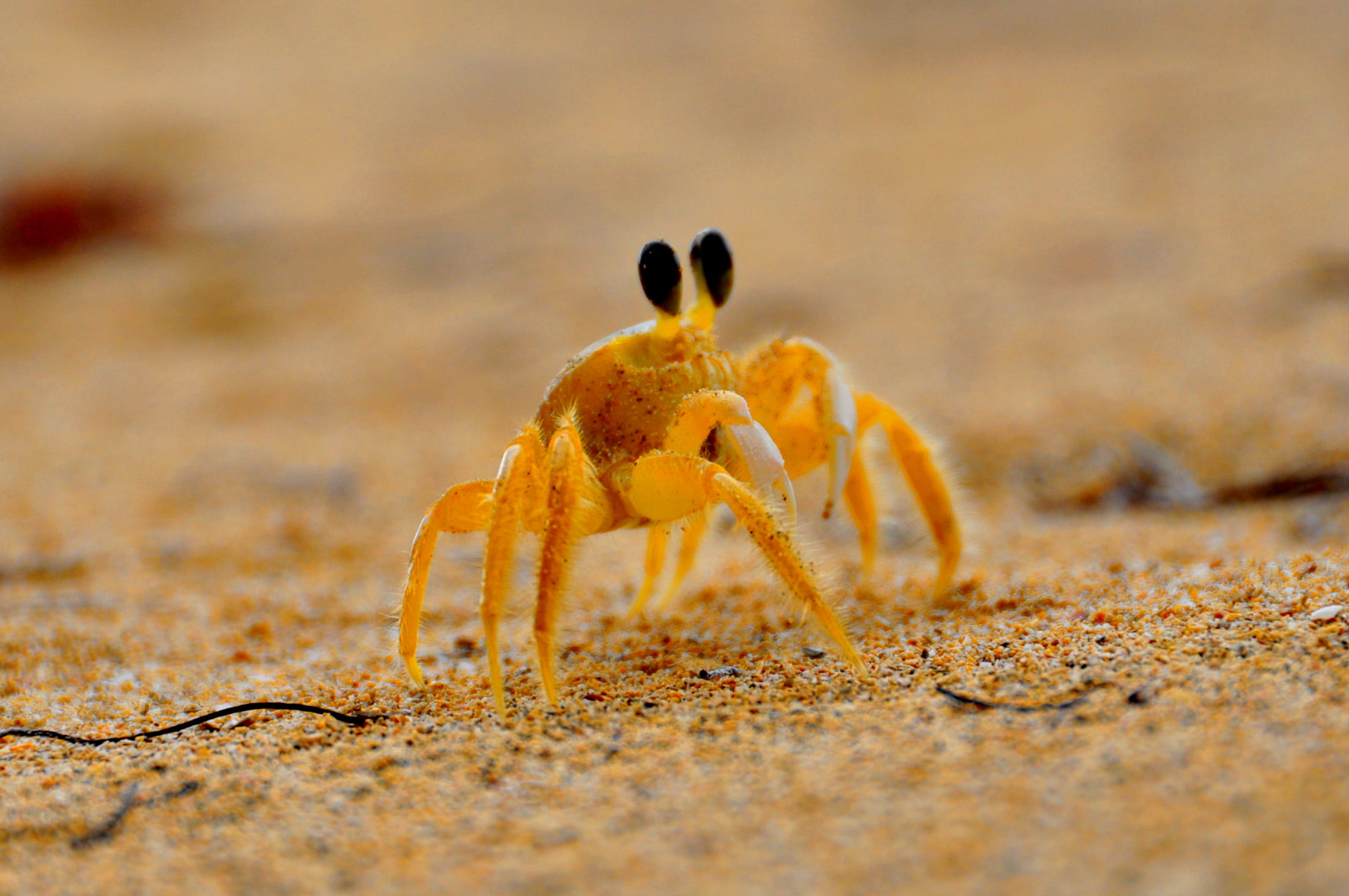 Freshwater Crab - HD Wallpaper 