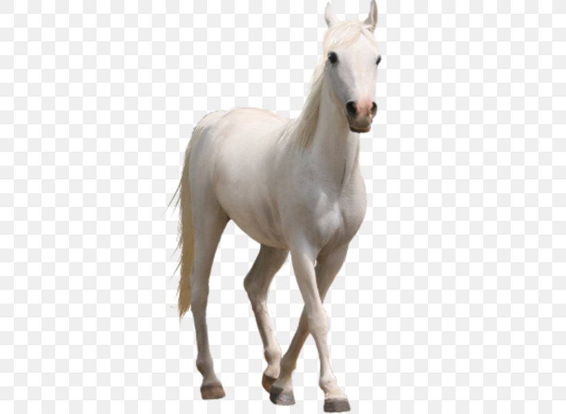Horse Desktop Wallpaper Clip Art, Png, 600x600px, Horse, - Real White Horse Png - HD Wallpaper 