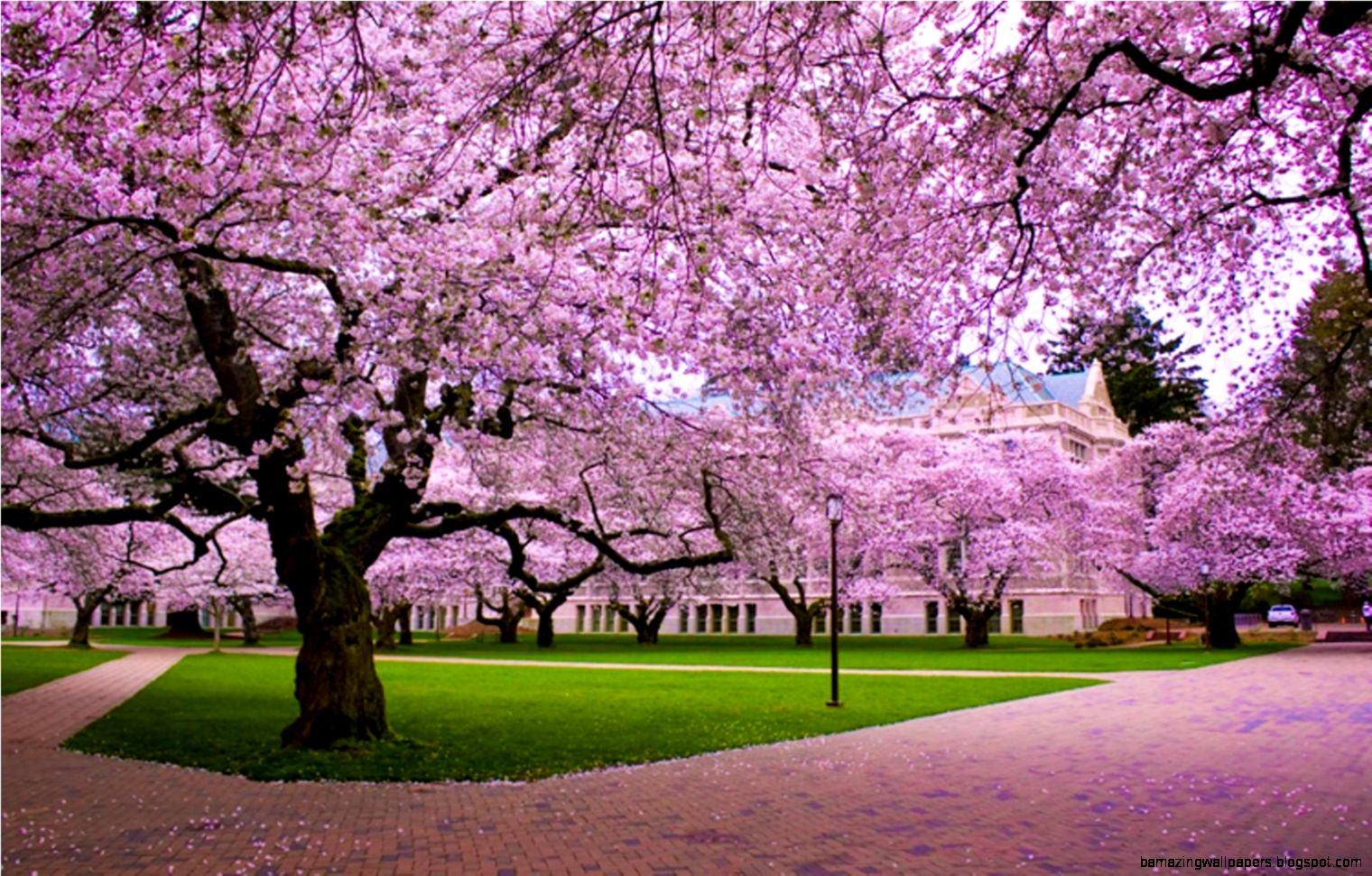 Cherry Blossom Desktop Backgrounds Background Images - Background Cherry Blossom - HD Wallpaper 