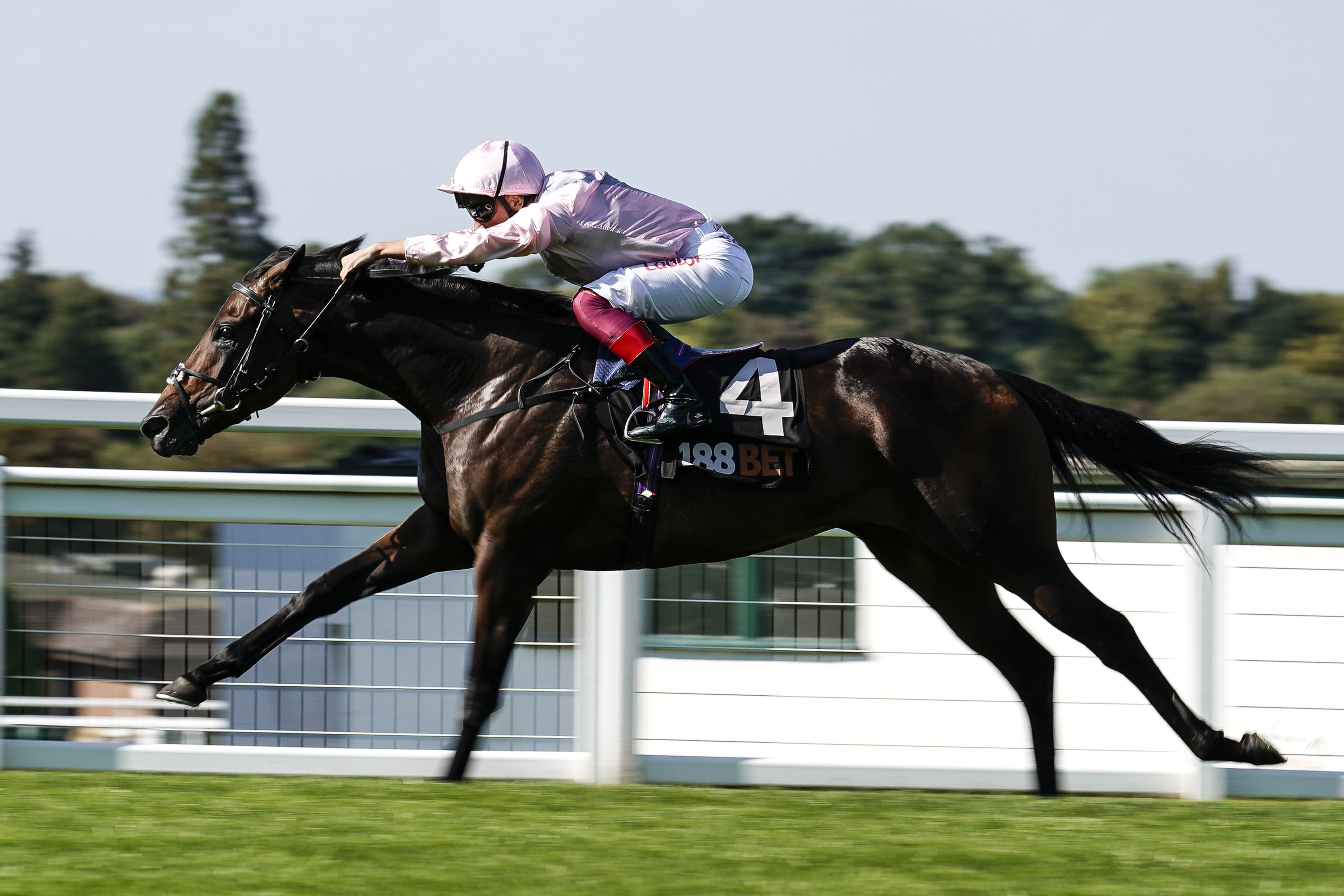 Flat Racing - HD Wallpaper 