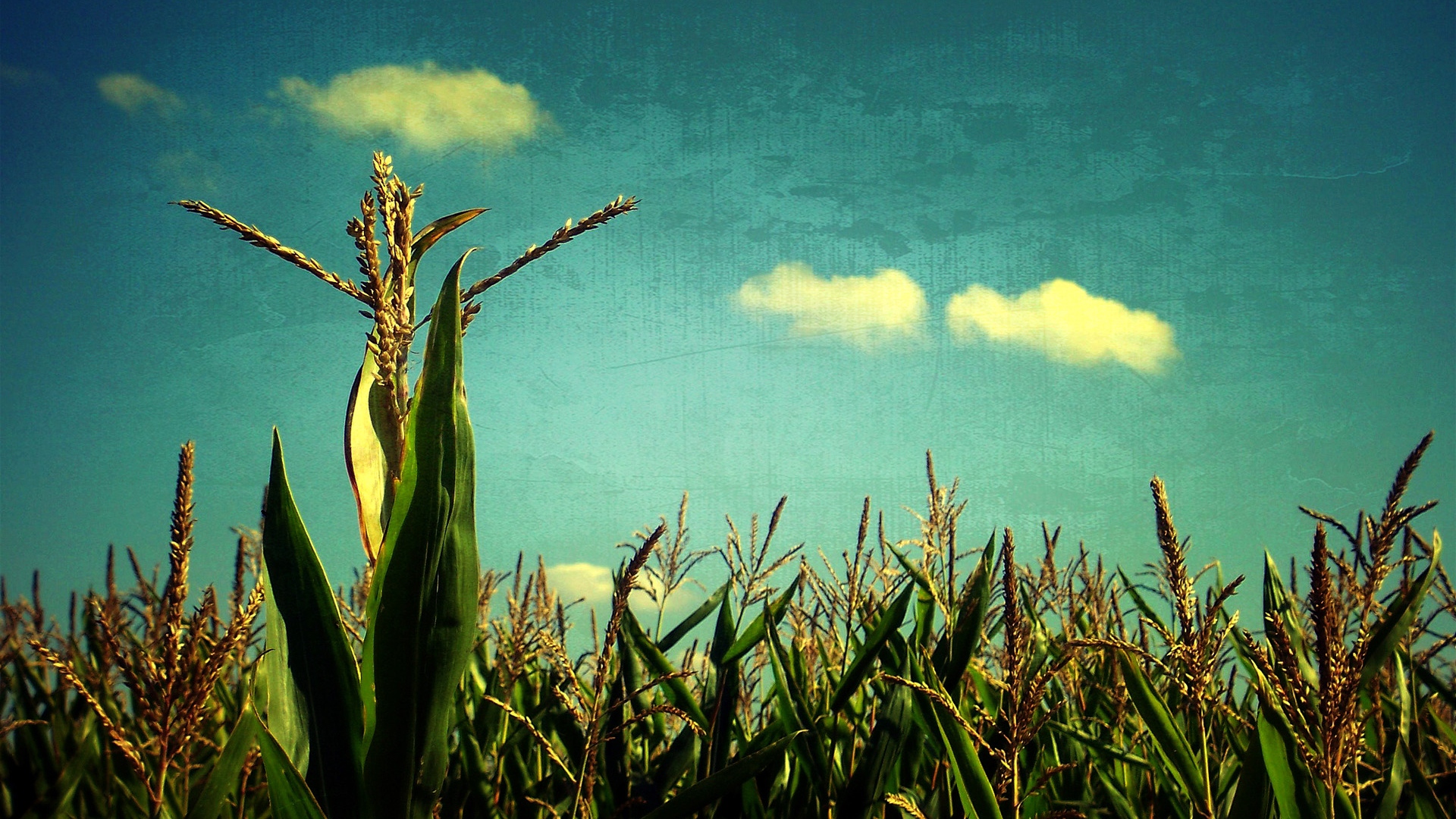 Wallpaper Corn, Sky, Blue, Art, Field, Crop - Corn Field Background Desktop - HD Wallpaper 