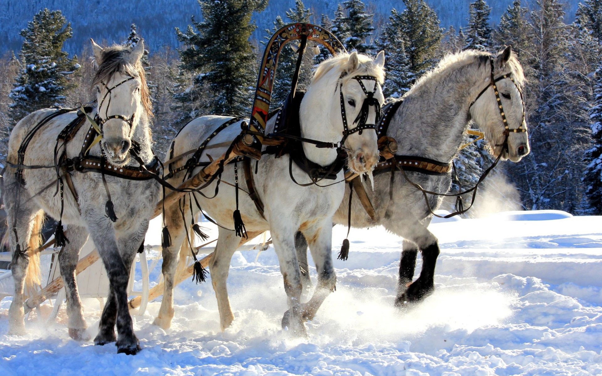 Horses Of Christmas Desktop Wallpaper 
 Data Src Christmas - Russian Horse - HD Wallpaper 