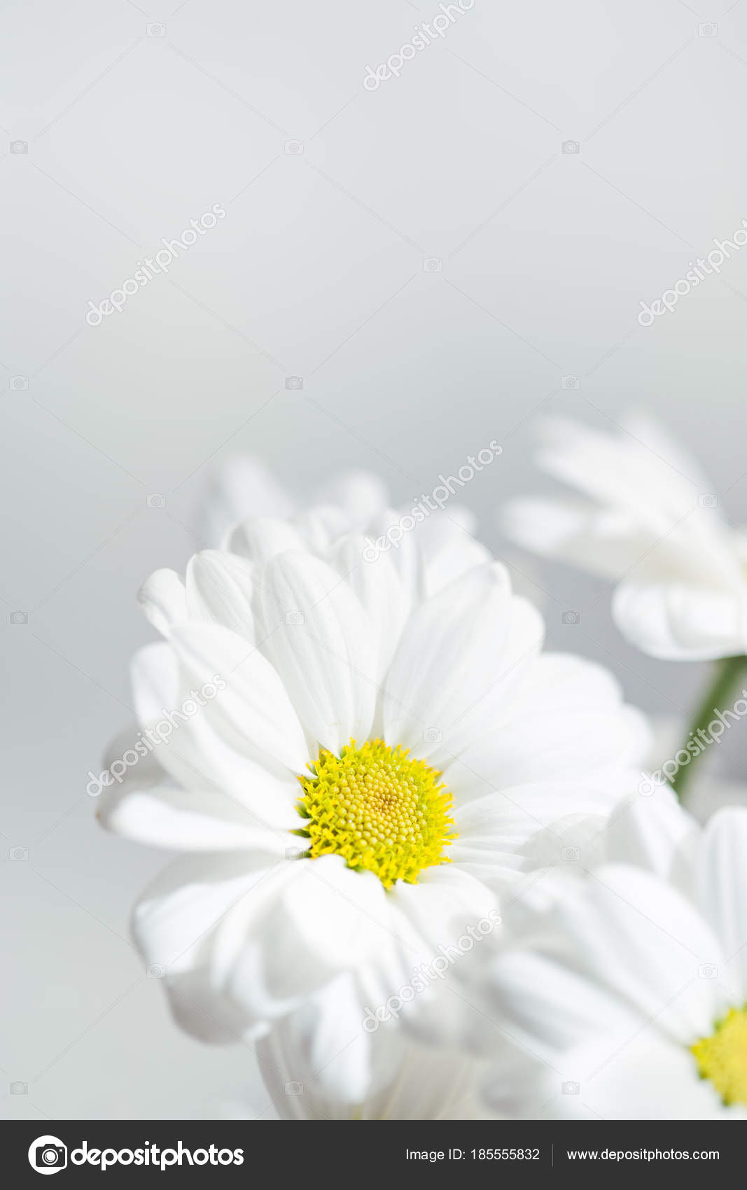 Fond D Écran Fleur Blanc - HD Wallpaper 