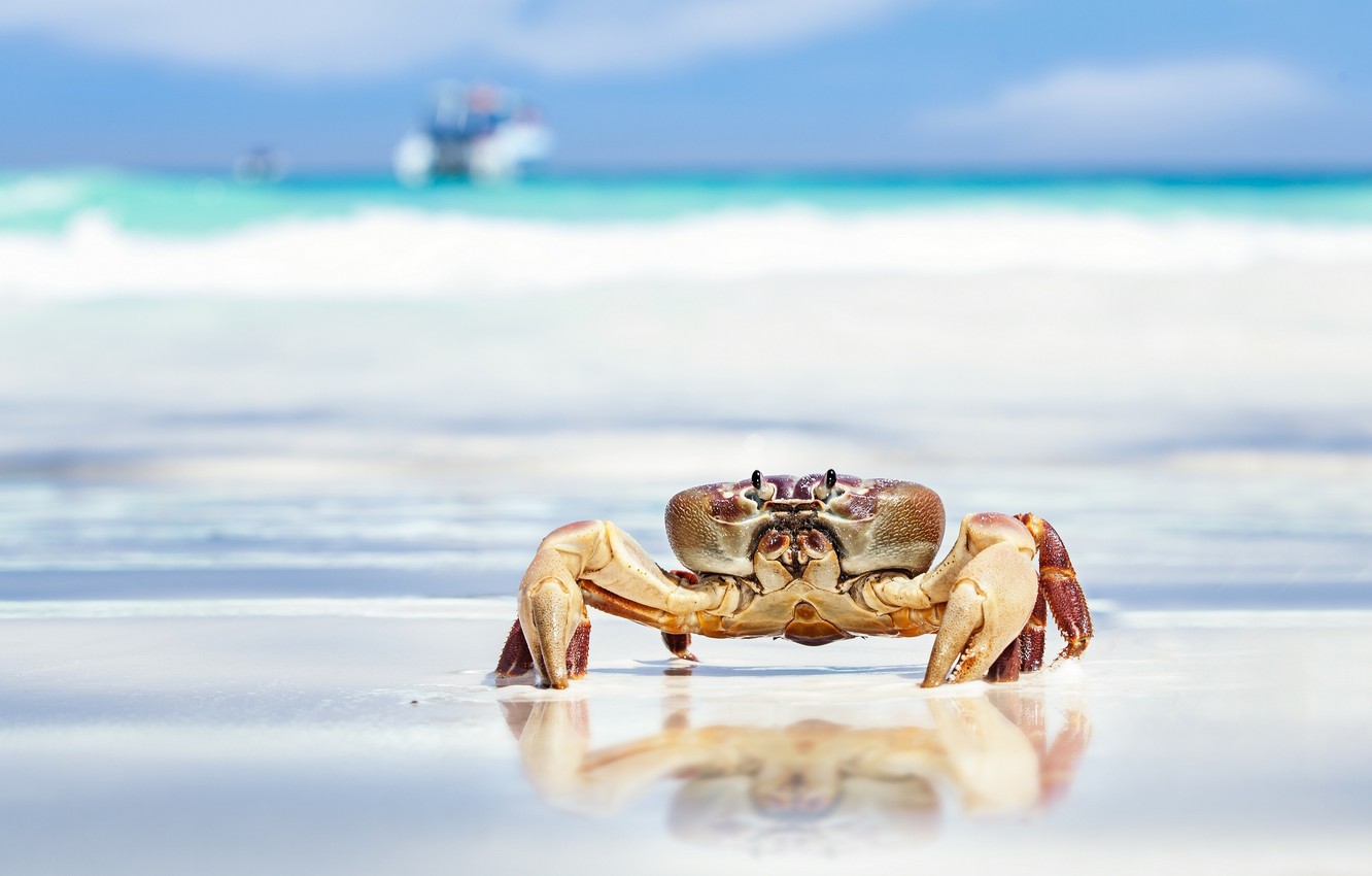 Photo Wallpaper Sand, Sea, Beach, Crab, Claws - Crab Wallpaper Hd - HD Wallpaper 