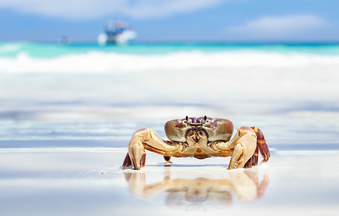 Photo Wallpaper Sand, Sea, Beach, Crab, Claws - Crab Wallpaper Hd - HD Wallpaper 