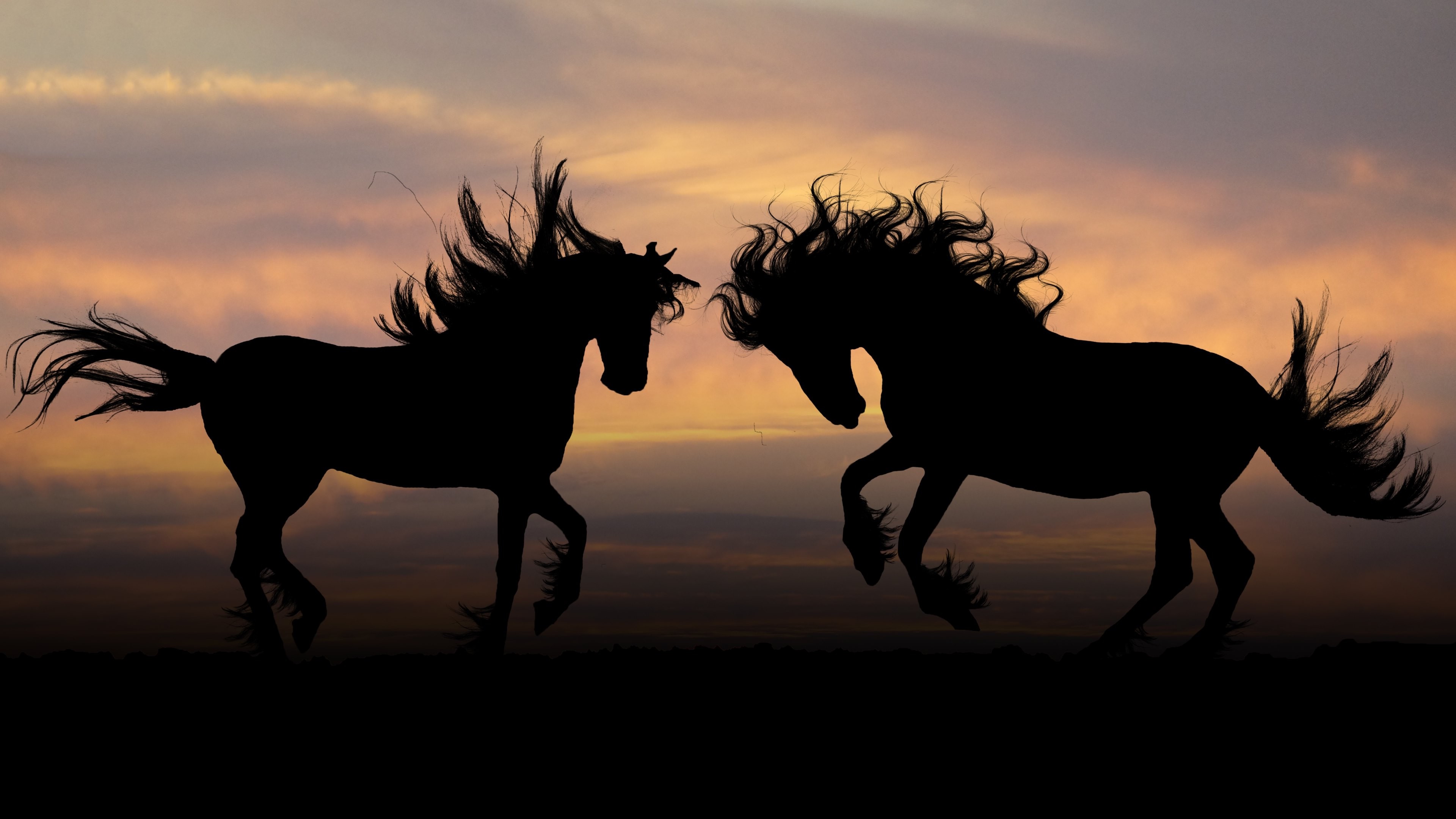 Nature Animal Horse Backgrounds - HD Wallpaper 